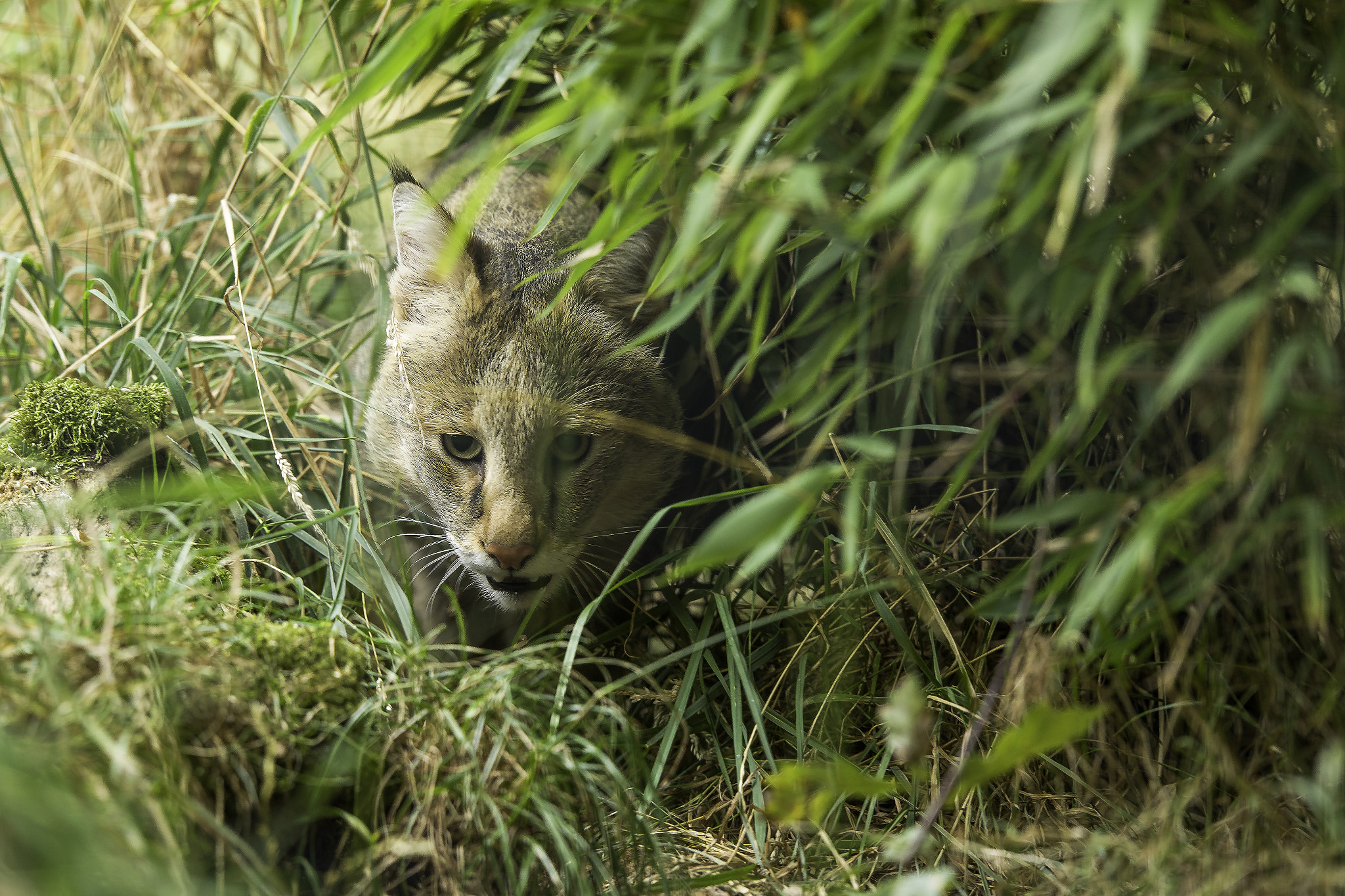 Nikon D5 + Nikon AF-S Nikkor 200mm F2G ED VR II sample photo. Jungle cat series photography