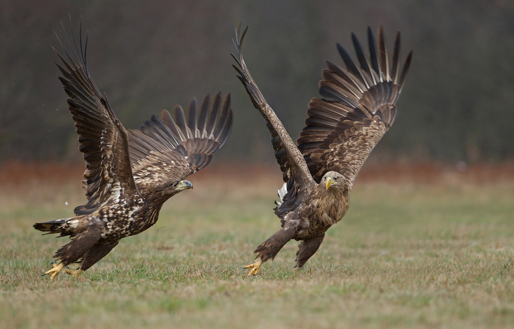 Canon EF 300mm F2.8L IS USM sample photo. Go photography