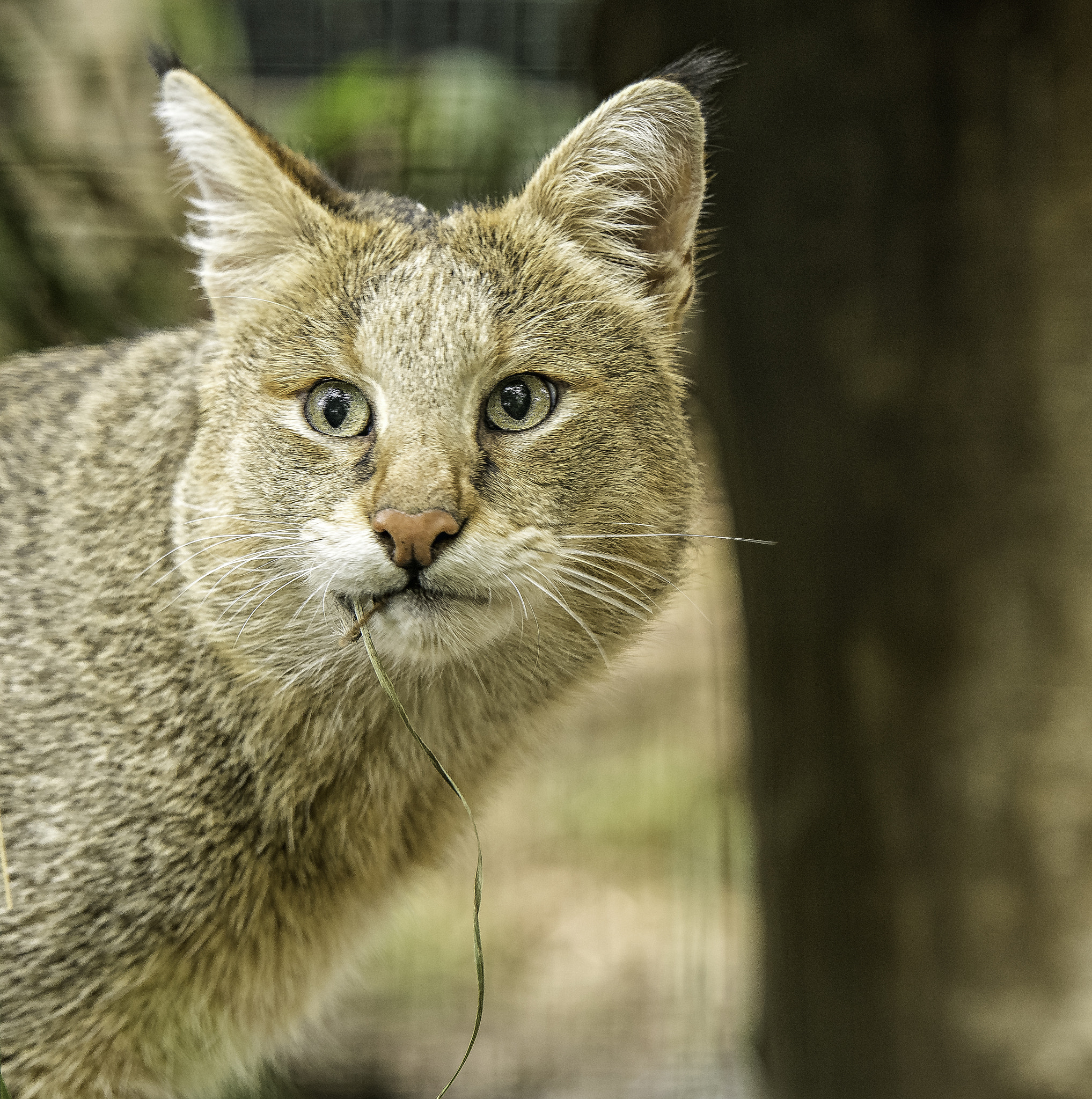 Nikon AF-S Nikkor 200mm F2G ED VR II sample photo. Jungle cat series photography