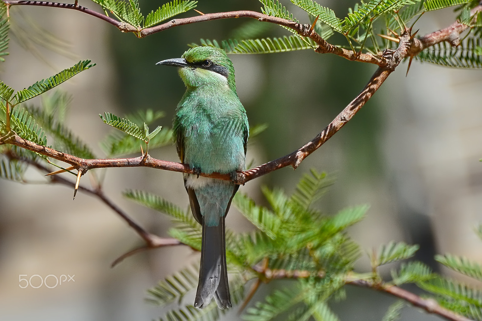 Nikon D7100 + AF Nikkor 70-210mm f/4-5.6D sample photo. Swallow-tailed bee-eater photography