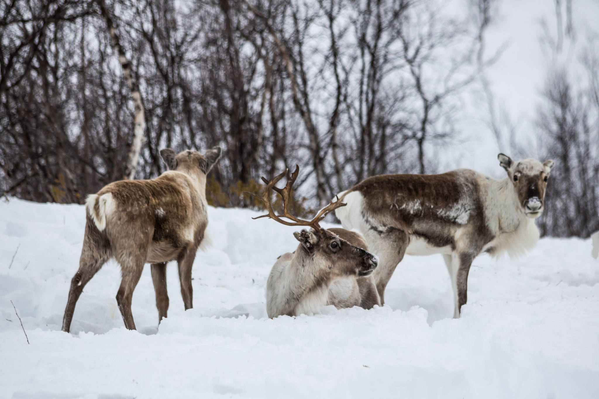 Canon EOS 760D (EOS Rebel T6s / EOS 8000D) sample photo. Reindeer at finnmarksvidda2 photography