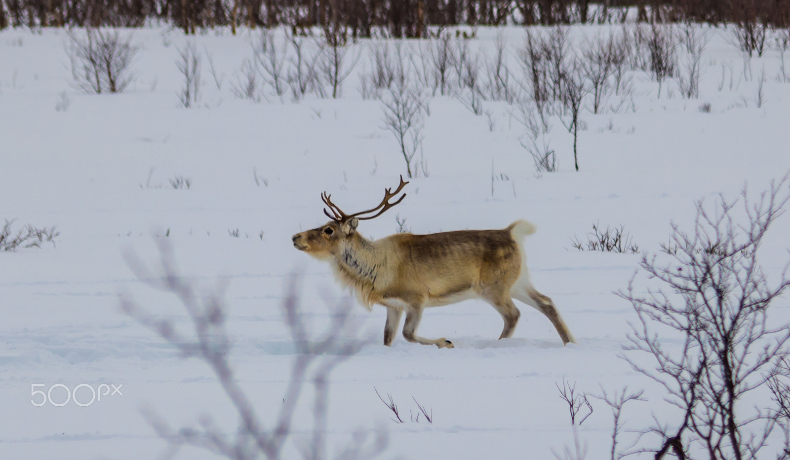 Canon EOS 760D (EOS Rebel T6s / EOS 8000D) sample photo. Reindeer at finnmarksvidda1 photography
