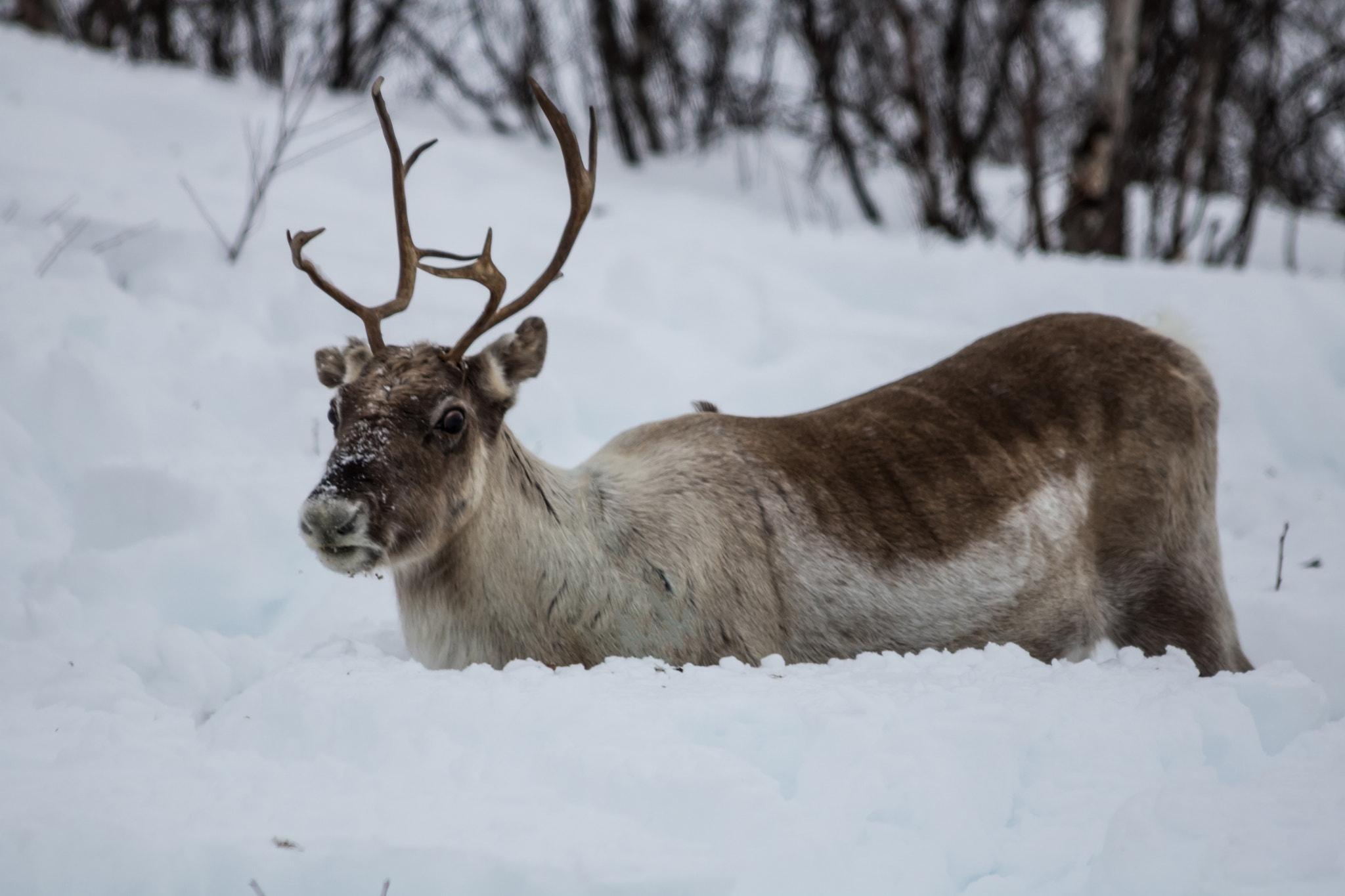 Canon EOS 760D (EOS Rebel T6s / EOS 8000D) sample photo. Reindeer at finnmarksvidda3 photography