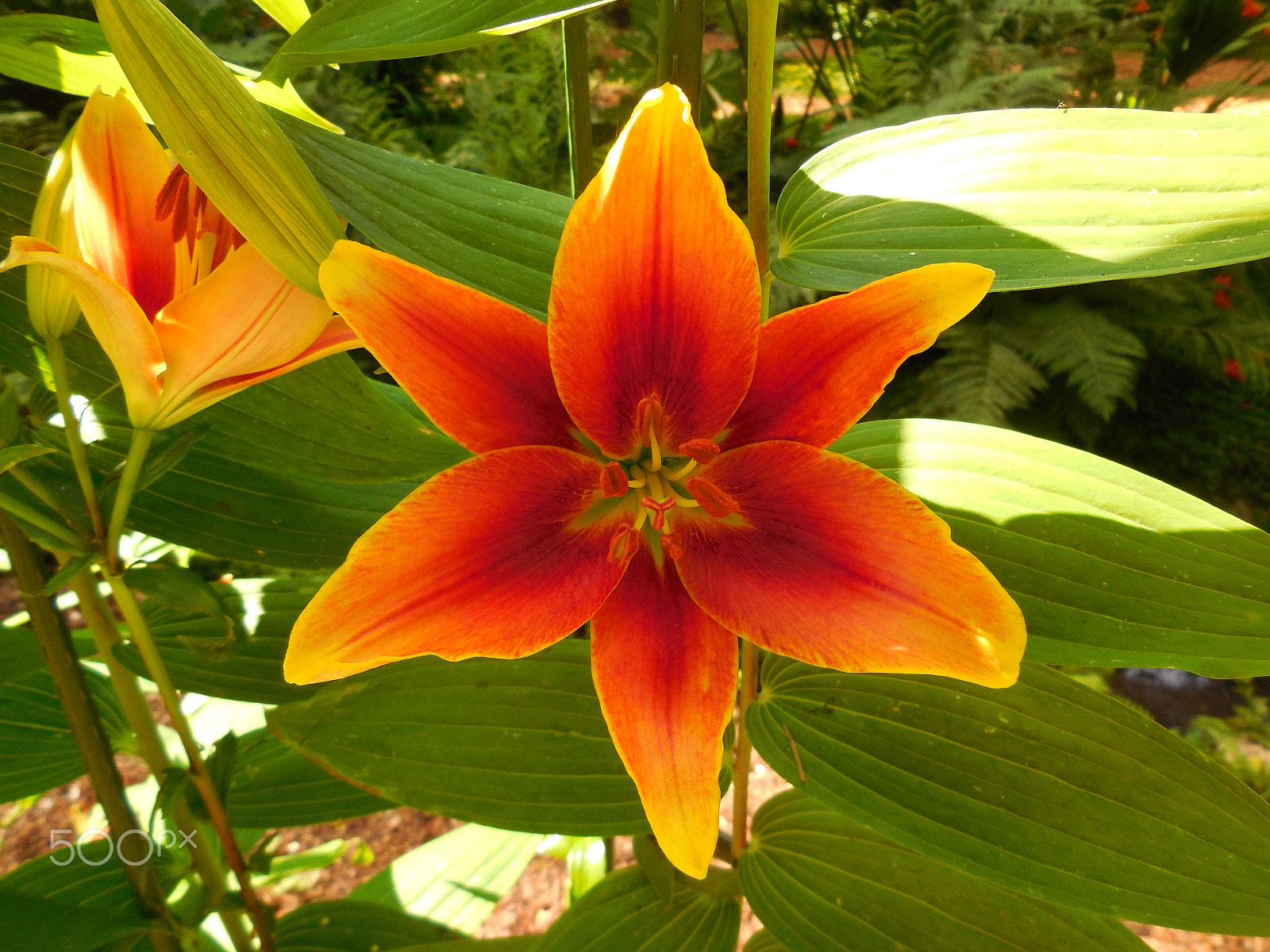 Nikon Coolpix S6500 sample photo. Bright orange and red lily photography