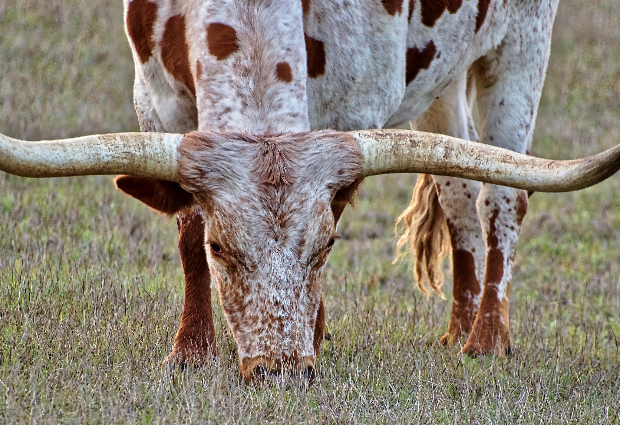 Olympus Zuiko Digital ED 70-300mm F4.0-5.6 sample photo. Majestic horns photography