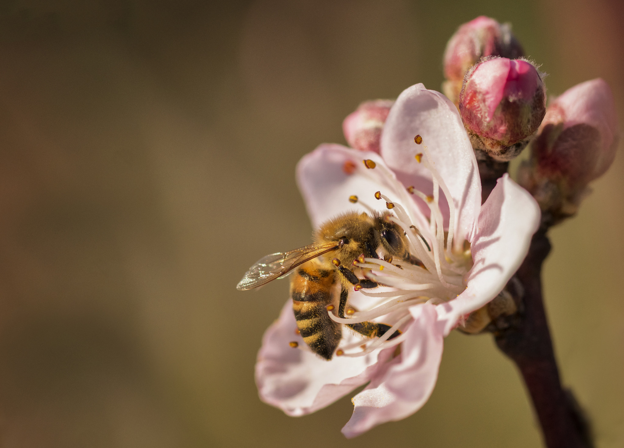 Canon EOS 100D (EOS Rebel SL1 / EOS Kiss X7) sample photo. The catching pollen bee photography