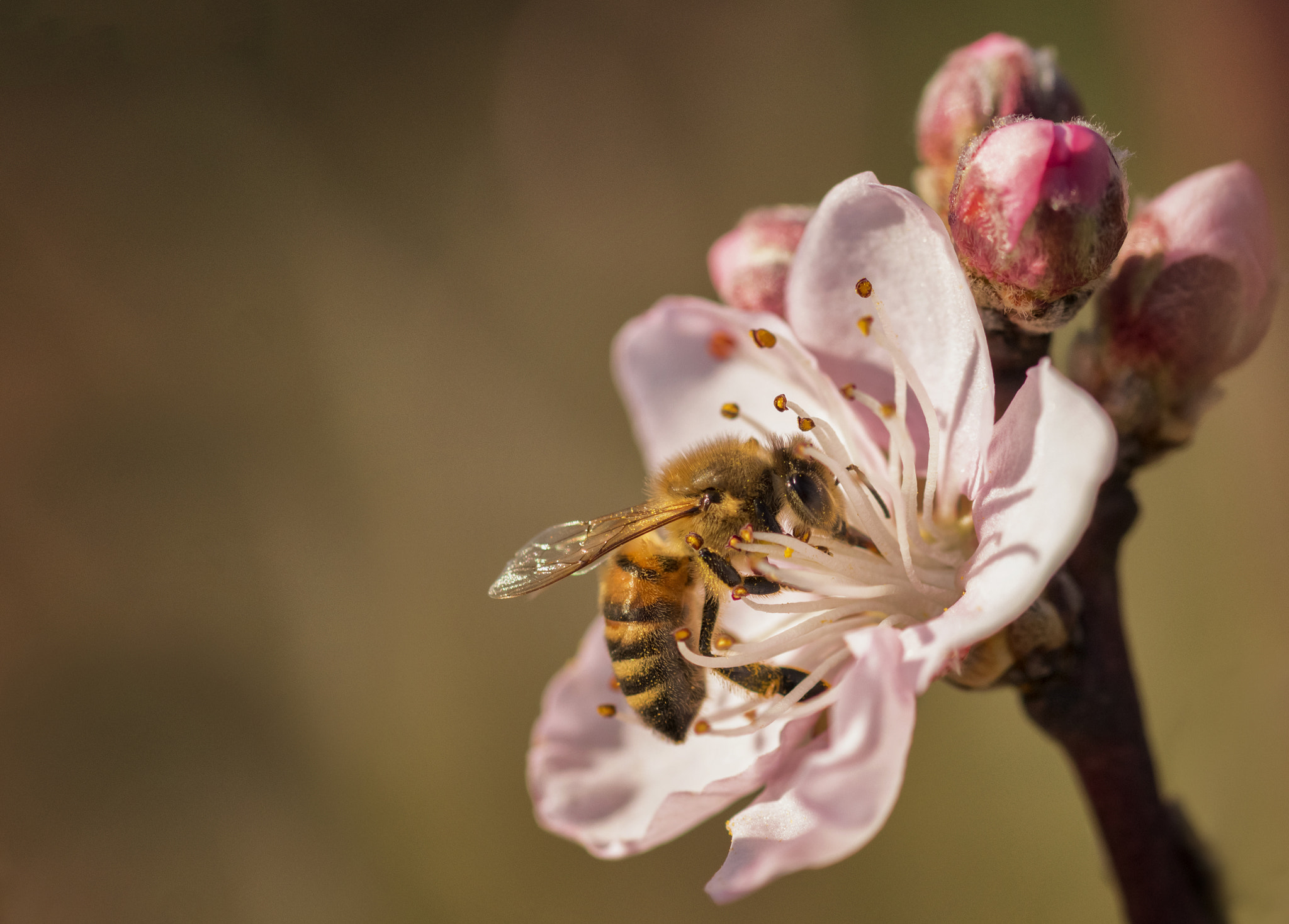 Canon EOS 100D (EOS Rebel SL1 / EOS Kiss X7) + Sigma 105mm F2.8 EX DG OS HSM sample photo. The catching pollen bee photography