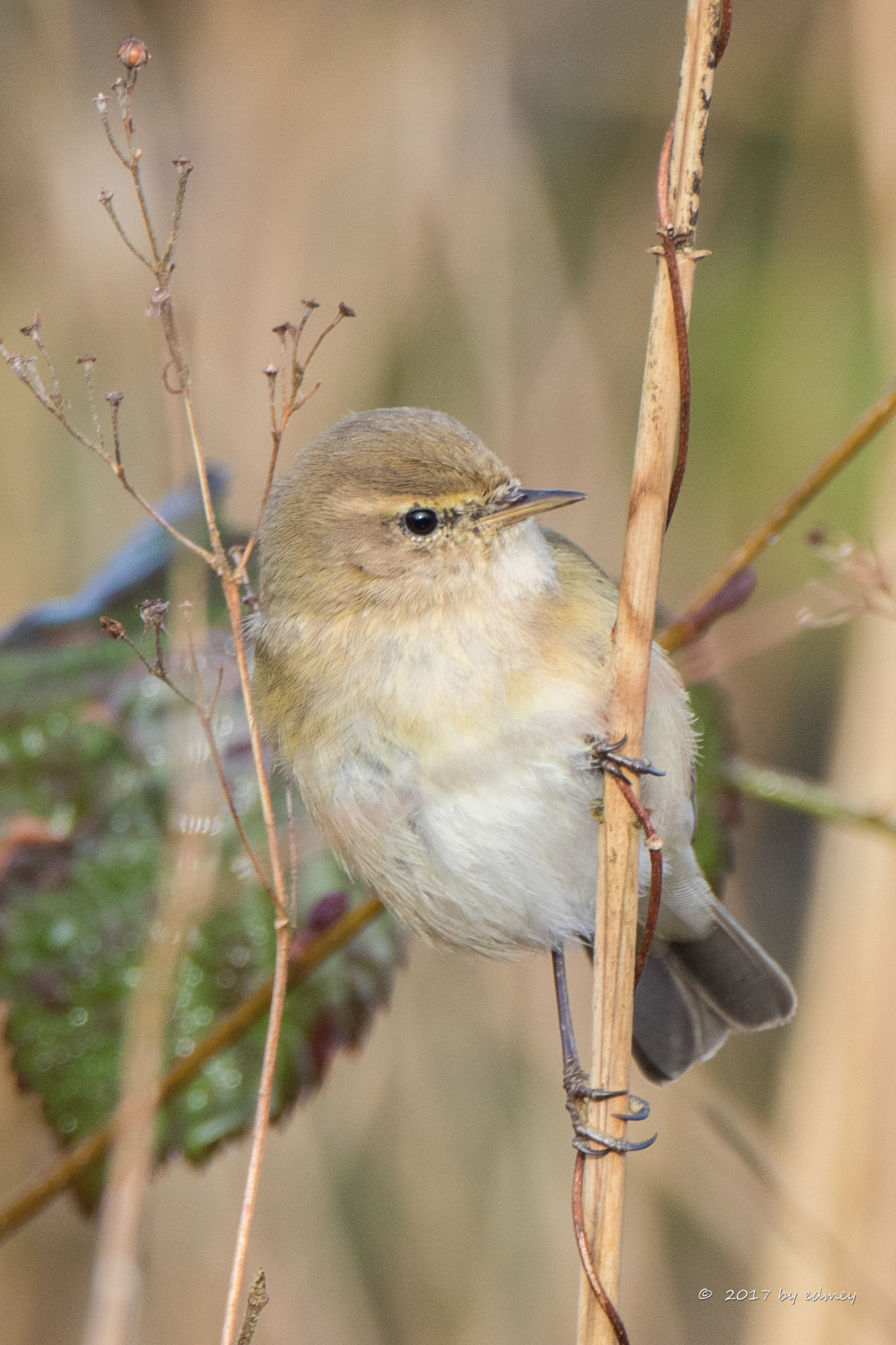 Canon EF 500mm F4L IS USM sample photo. Chiffchaff photography