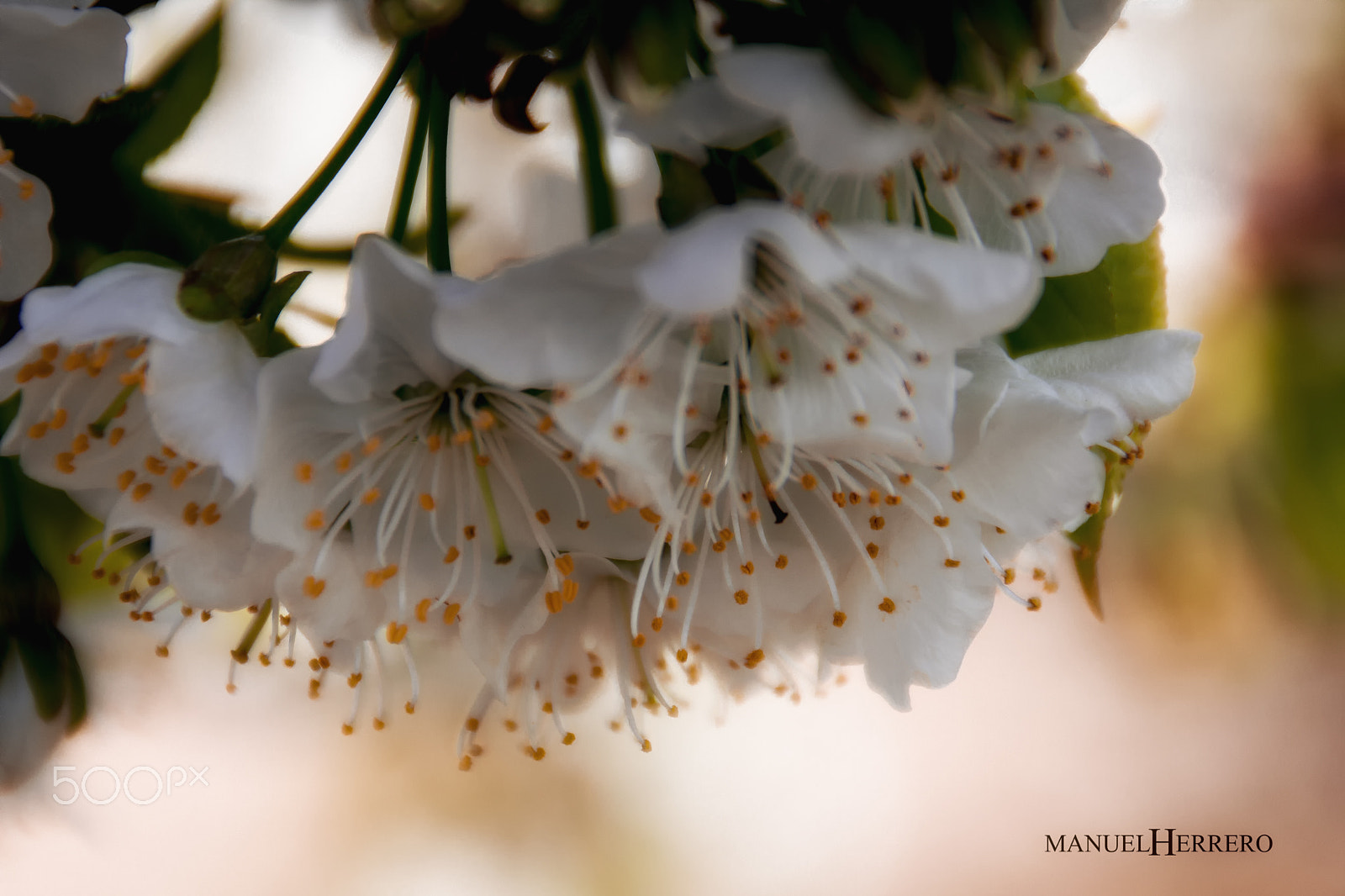 Canon EOS 550D (EOS Rebel T2i / EOS Kiss X4) sample photo. Flor de cerezo photography