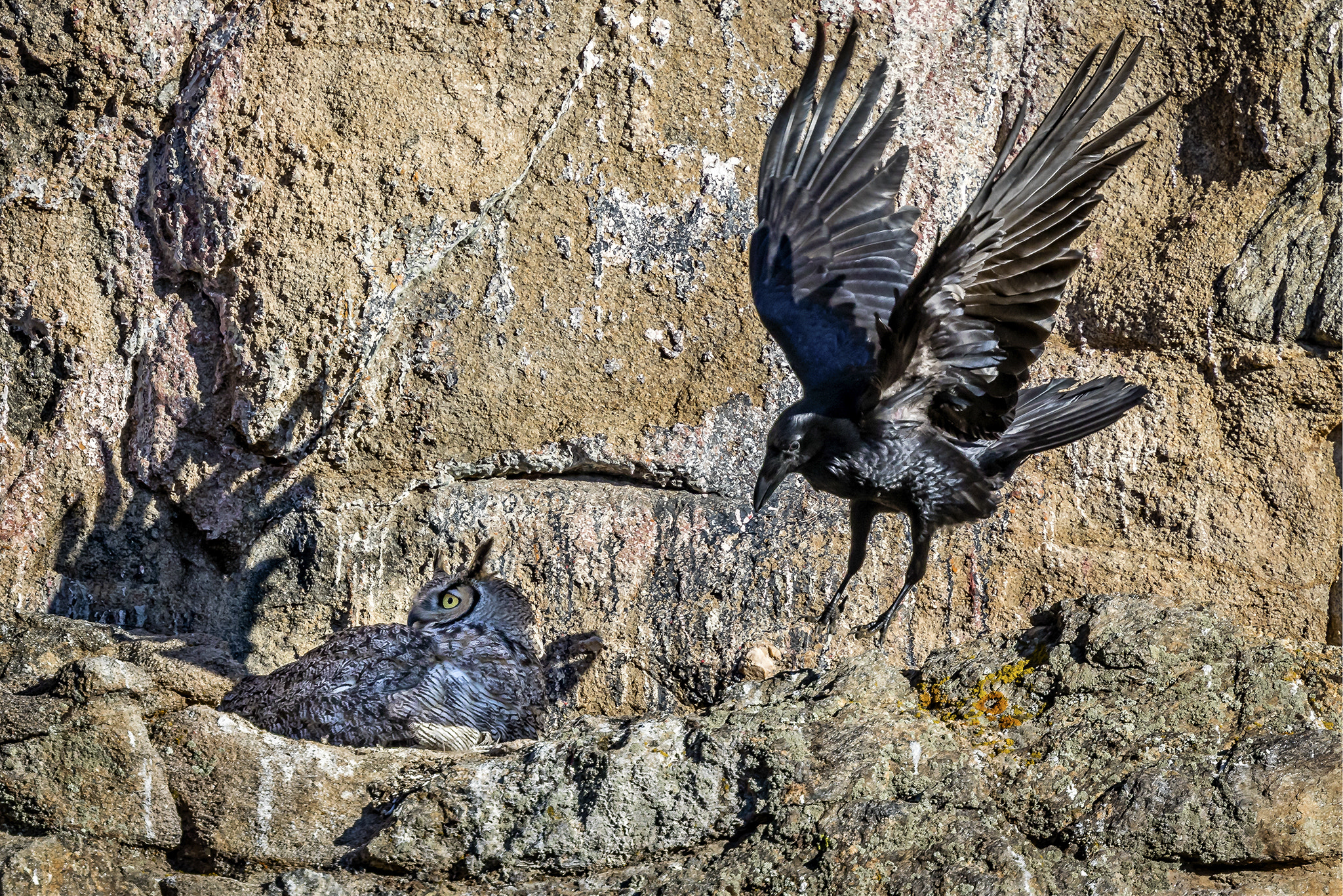 Canon EOS 5D Mark IV + Canon EF 400mm F4 DO IS II USM sample photo. Surviving the attack photography