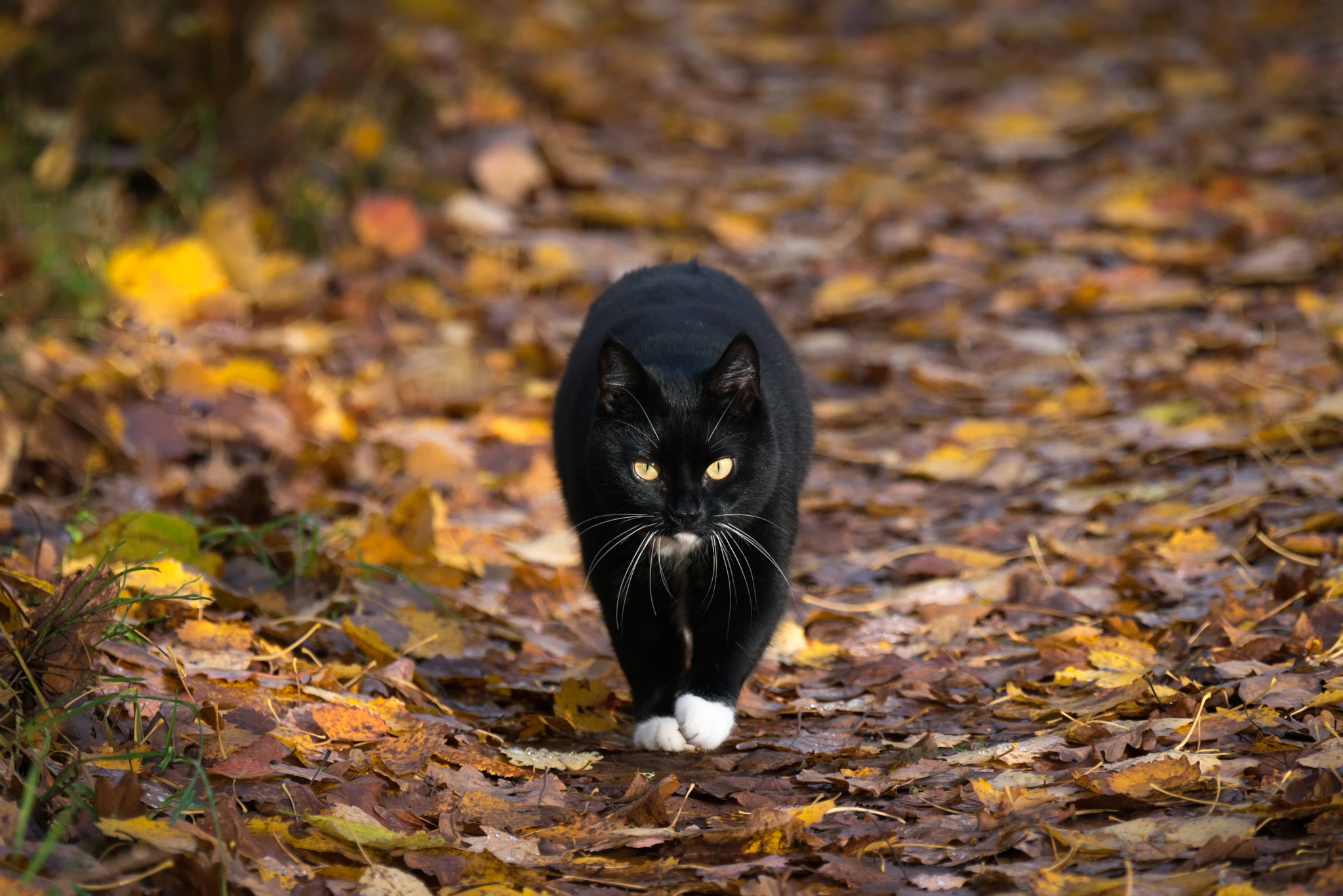 Nikon D800E sample photo. Snow white, my charming life partner photography