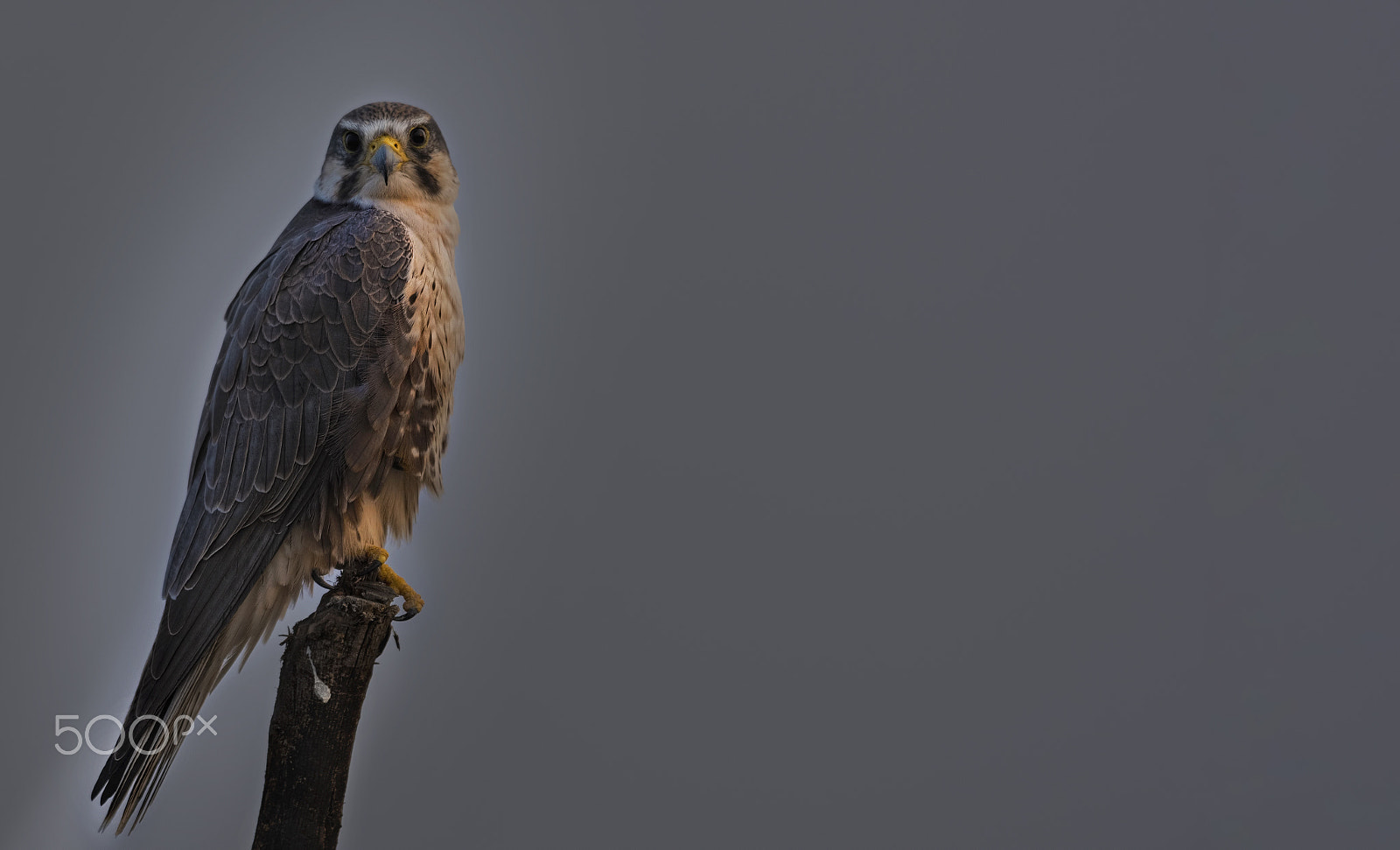 Nikon D750 + Nikon AF-S Nikkor 500mm F4G ED VR sample photo. Laggar falcon photography