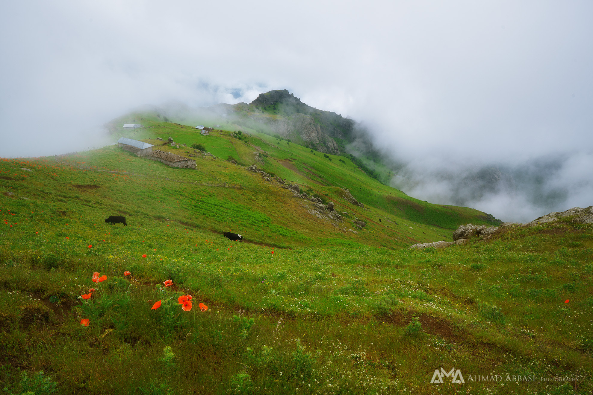 ZEISS Batis 25mm F2 sample photo. Green mountain photography