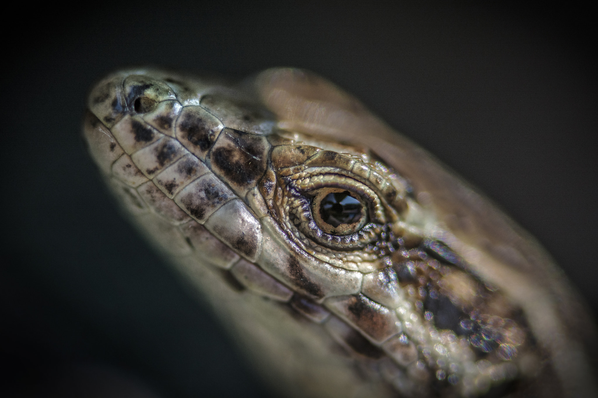 Sigma 105mm F2.8 EX DG OS HSM sample photo. Juvenile lacertid lizard photography