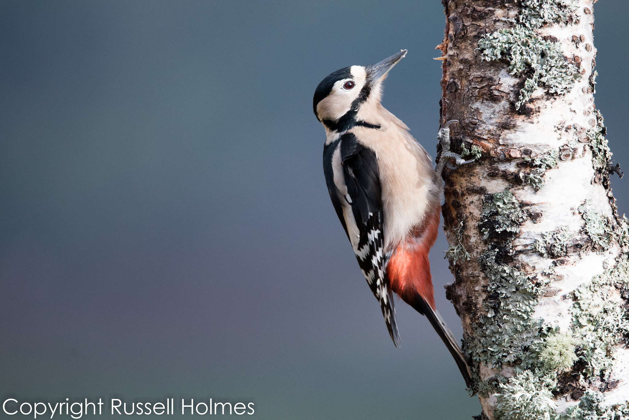 Sigma 150-600mm F5-6.3 DG OS HSM | S sample photo. Rmh photography