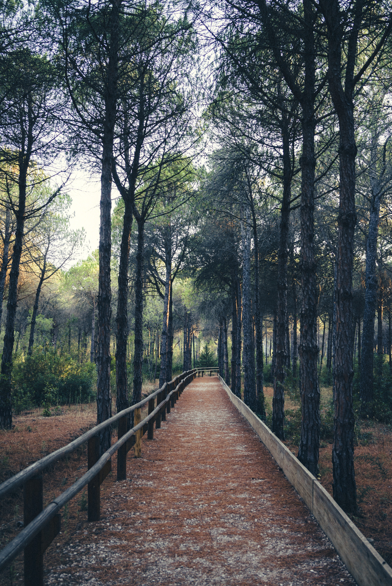 Sony a7 II + Sony Sonnar T* FE 35mm F2.8 ZA sample photo. Follow the forest photography