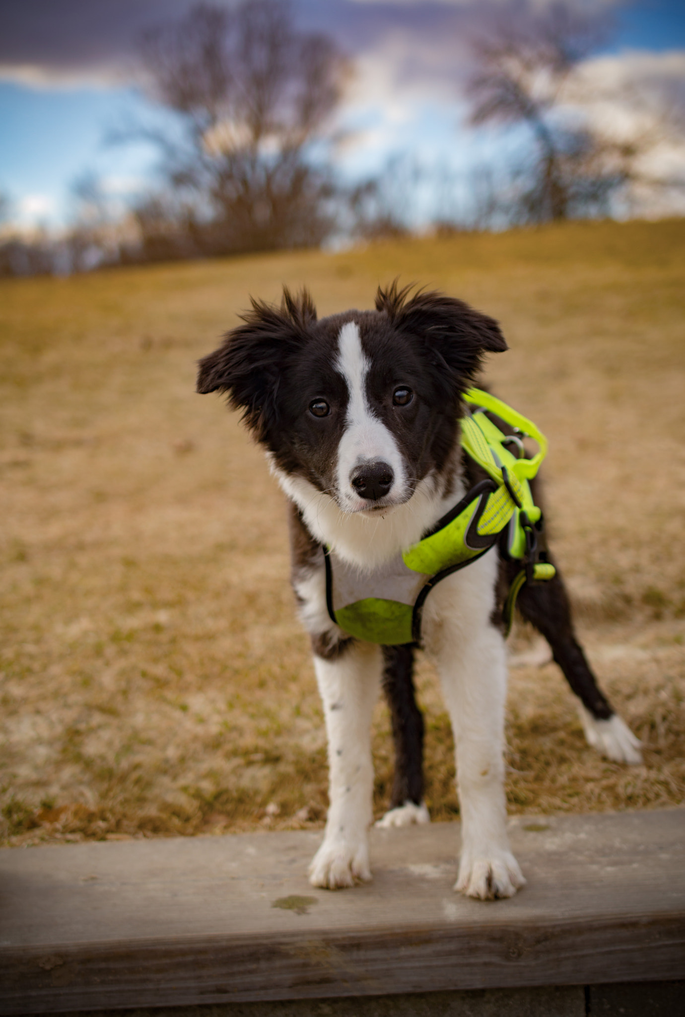 Nikon AF-S DX Micro Nikkor 40mm F2.8 sample photo. Puppy photography