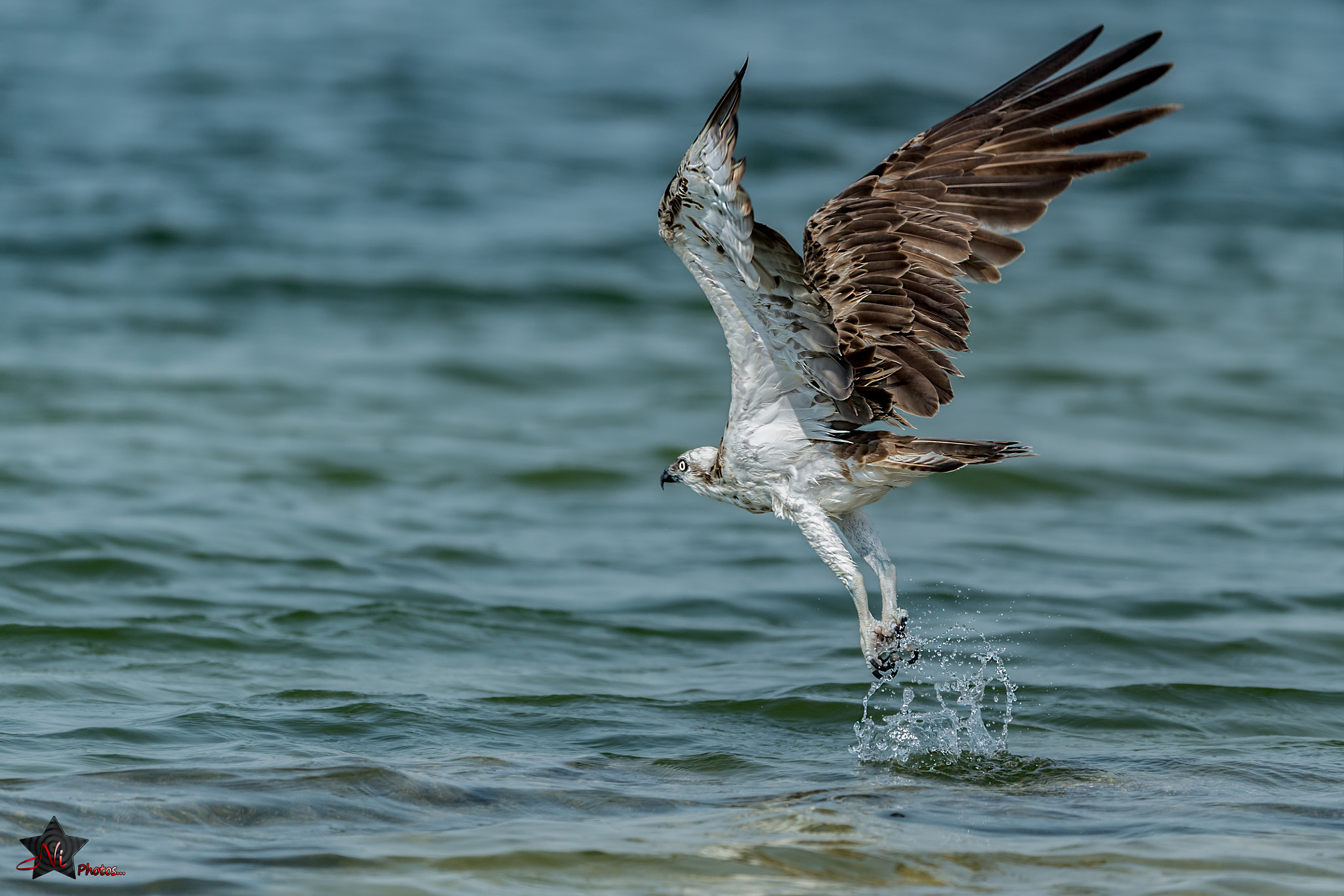 Nikon AF-S Nikkor 600mm F4E FL ED VR sample photo. Osprey takeoff photography