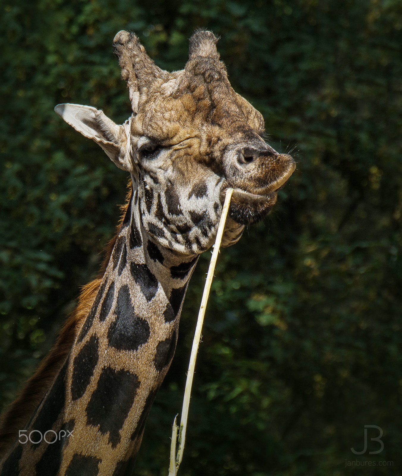 Nikon D7100 sample photo. Giraffe's relax photography