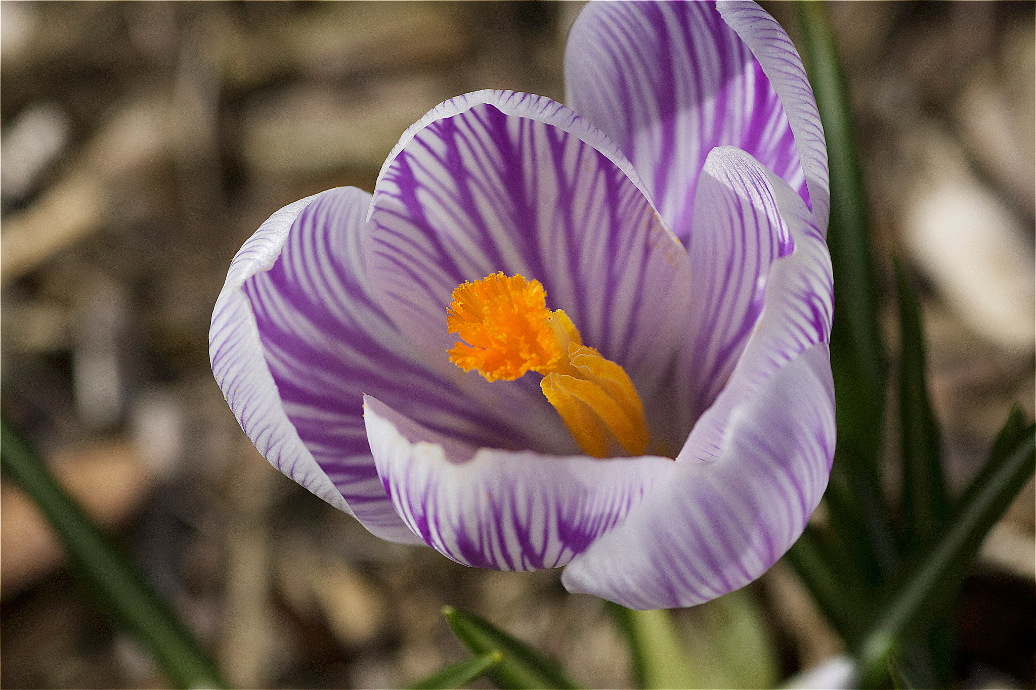 Tamron SP AF 90mm F2.8 Di Macro sample photo. Closeup crocus photography