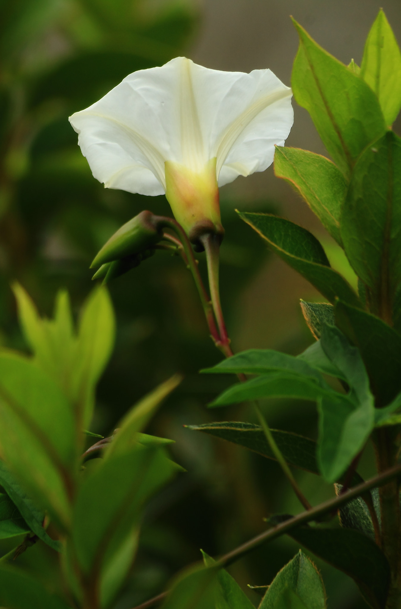 Canon EF 70-300mm F4-5.6 IS USM sample photo. View from bellow photography