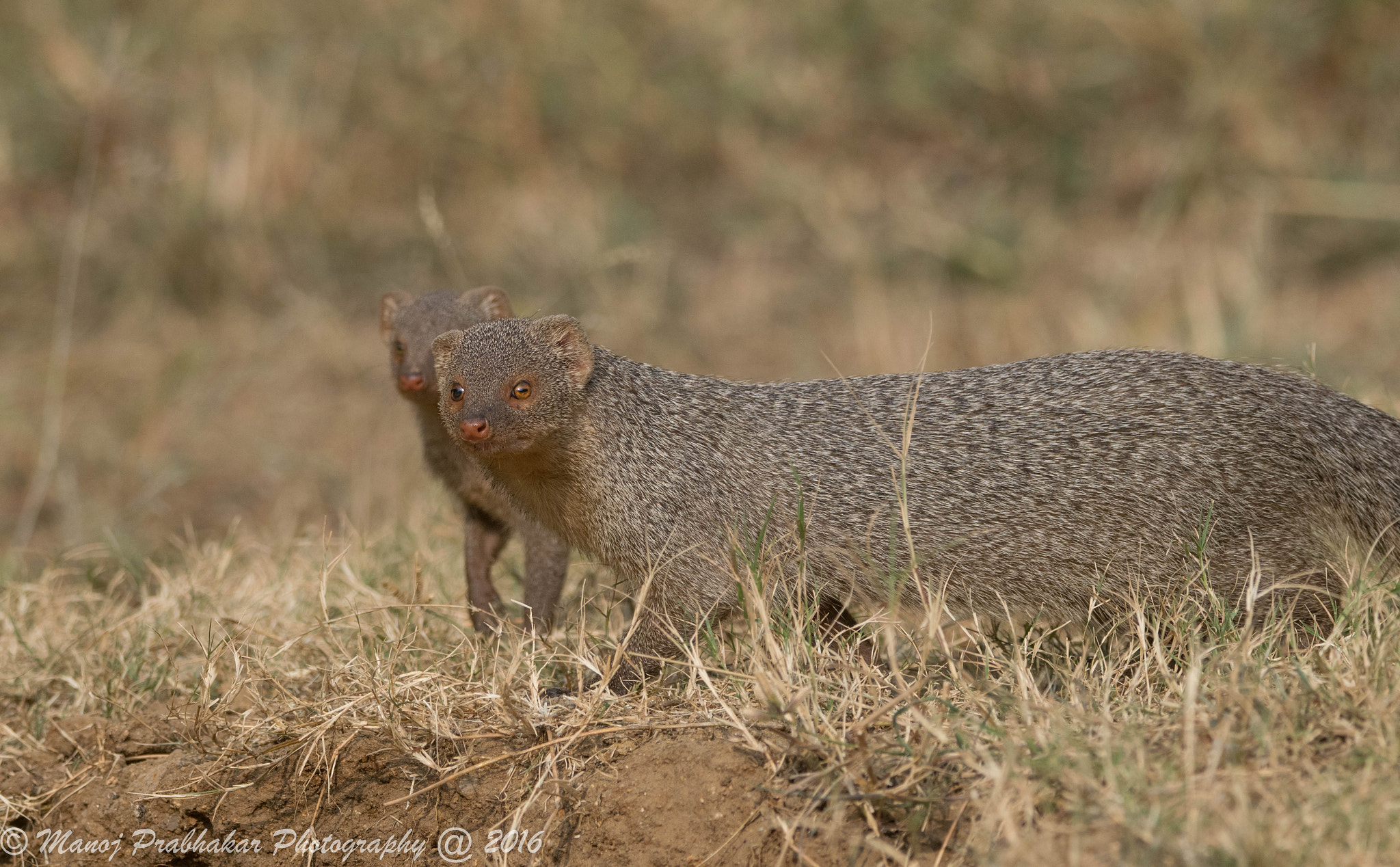 Nikon D5300 + Tamron SP 150-600mm F5-6.3 Di VC USD sample photo. We are two (indian gray mongoose) photography