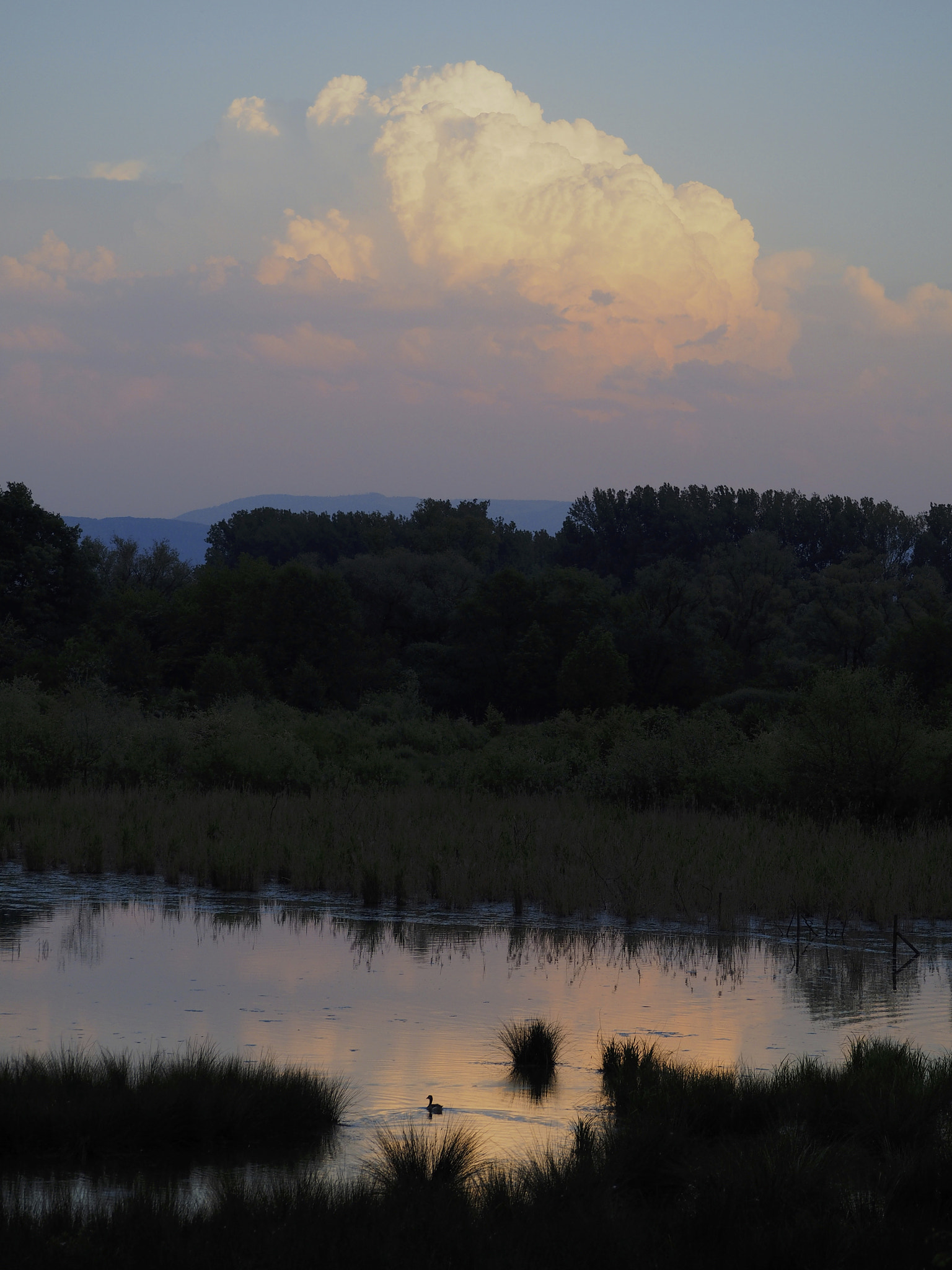 Olympus OM-D E-M1 sample photo. Goose at dusk photography