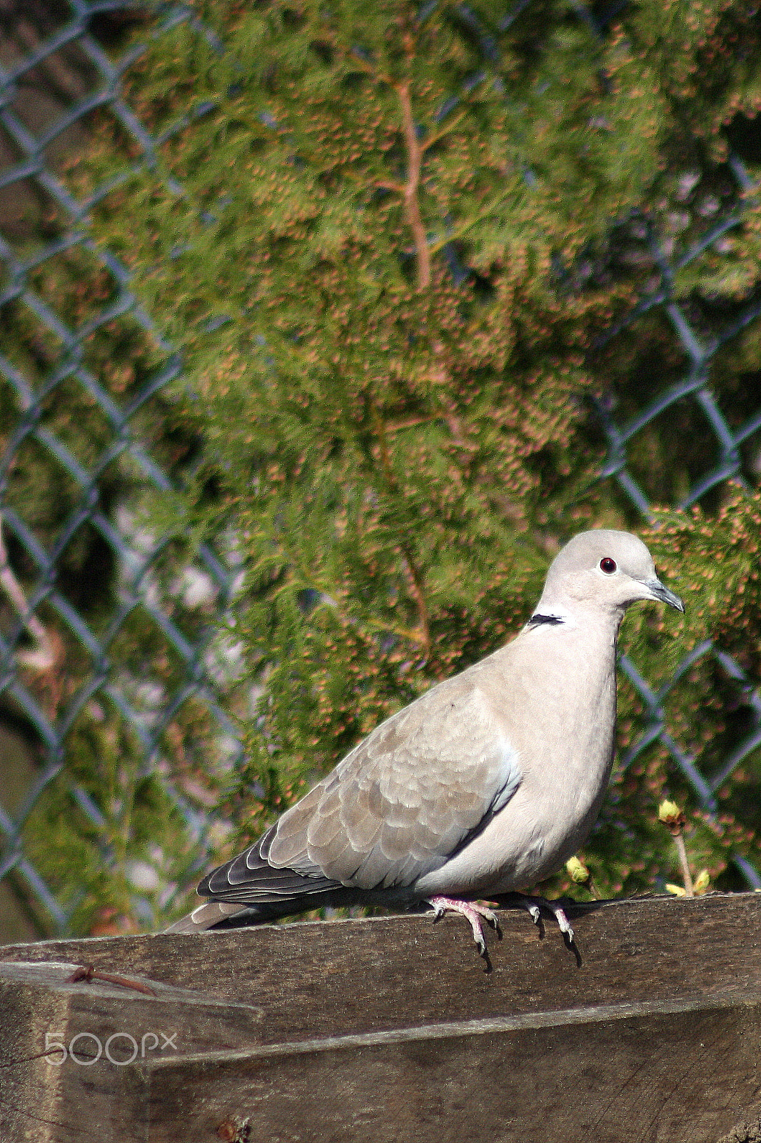 Canon EOS 450D (EOS Rebel XSi / EOS Kiss X2) + EF75-300mm f/4-5.6 sample photo. Dove photography