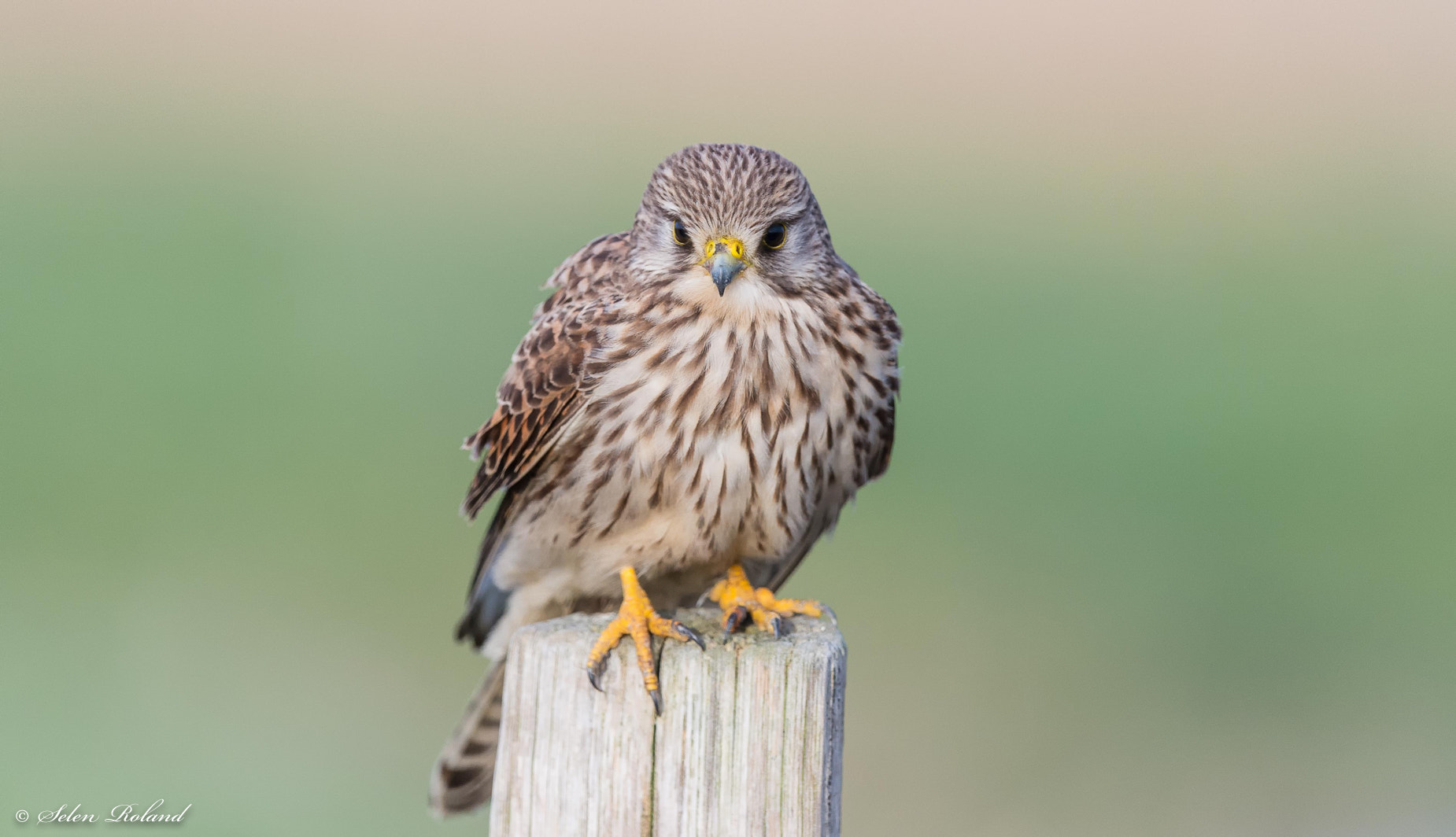 Nikon D4 + Nikon AF-S Nikkor 500mm F4G ED VR sample photo. Torenvalk - kestrel photography