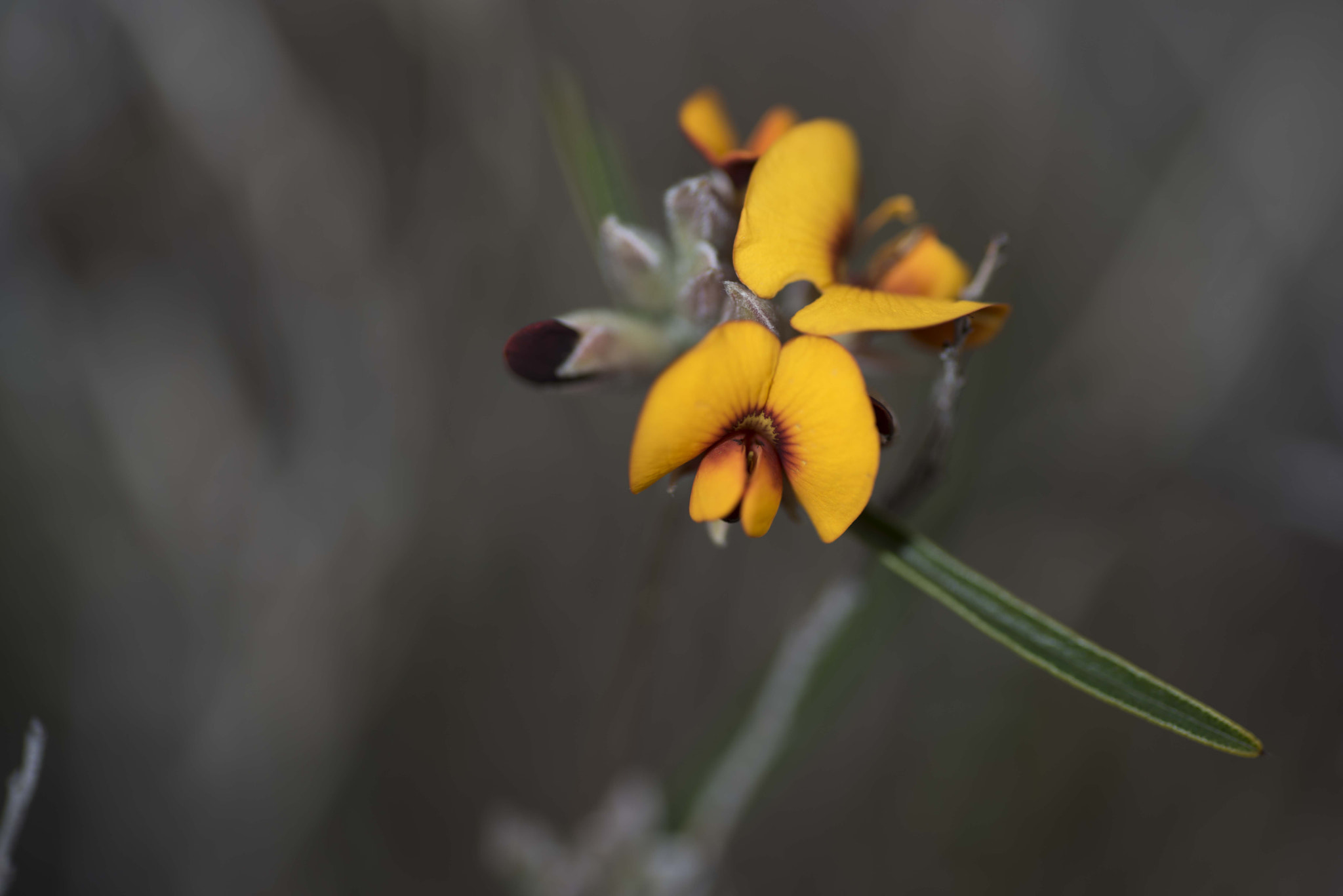 Nikon D810 sample photo. Unseen beauty of western australia photography