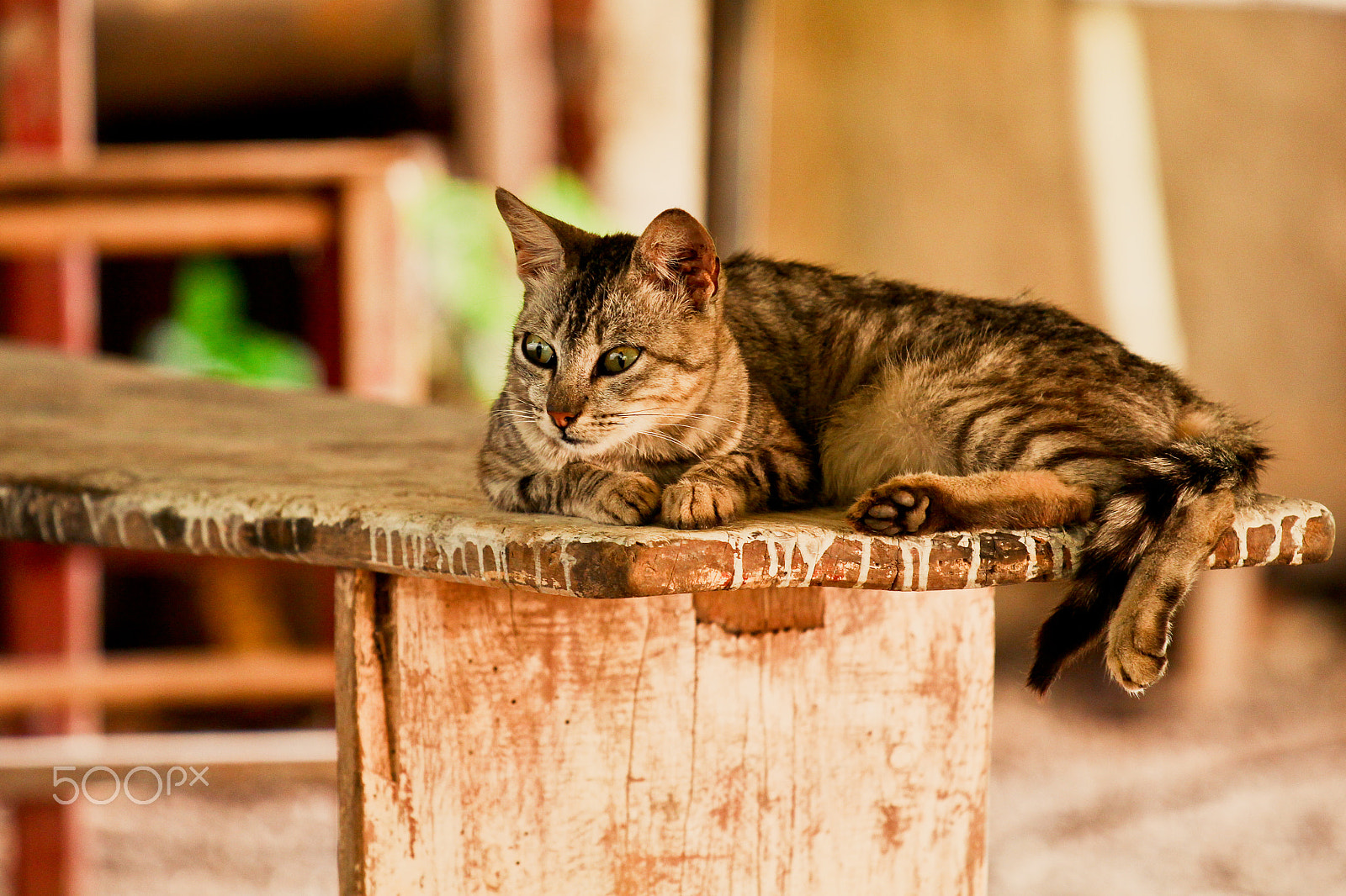 Canon EF 70-200mm F4L IS USM sample photo. Gato photography