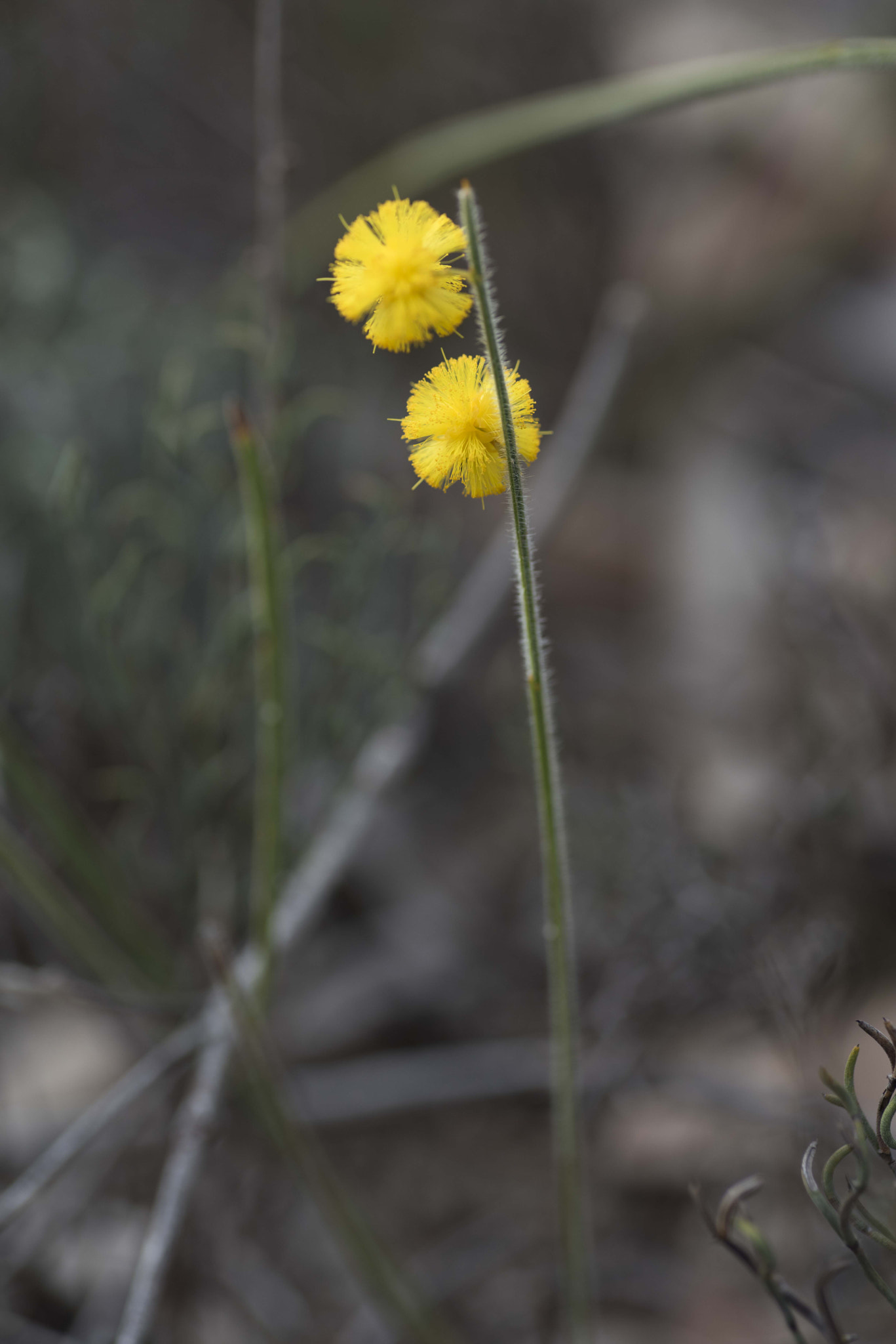Nikon D810 sample photo. Unseen beauty of western australia photography