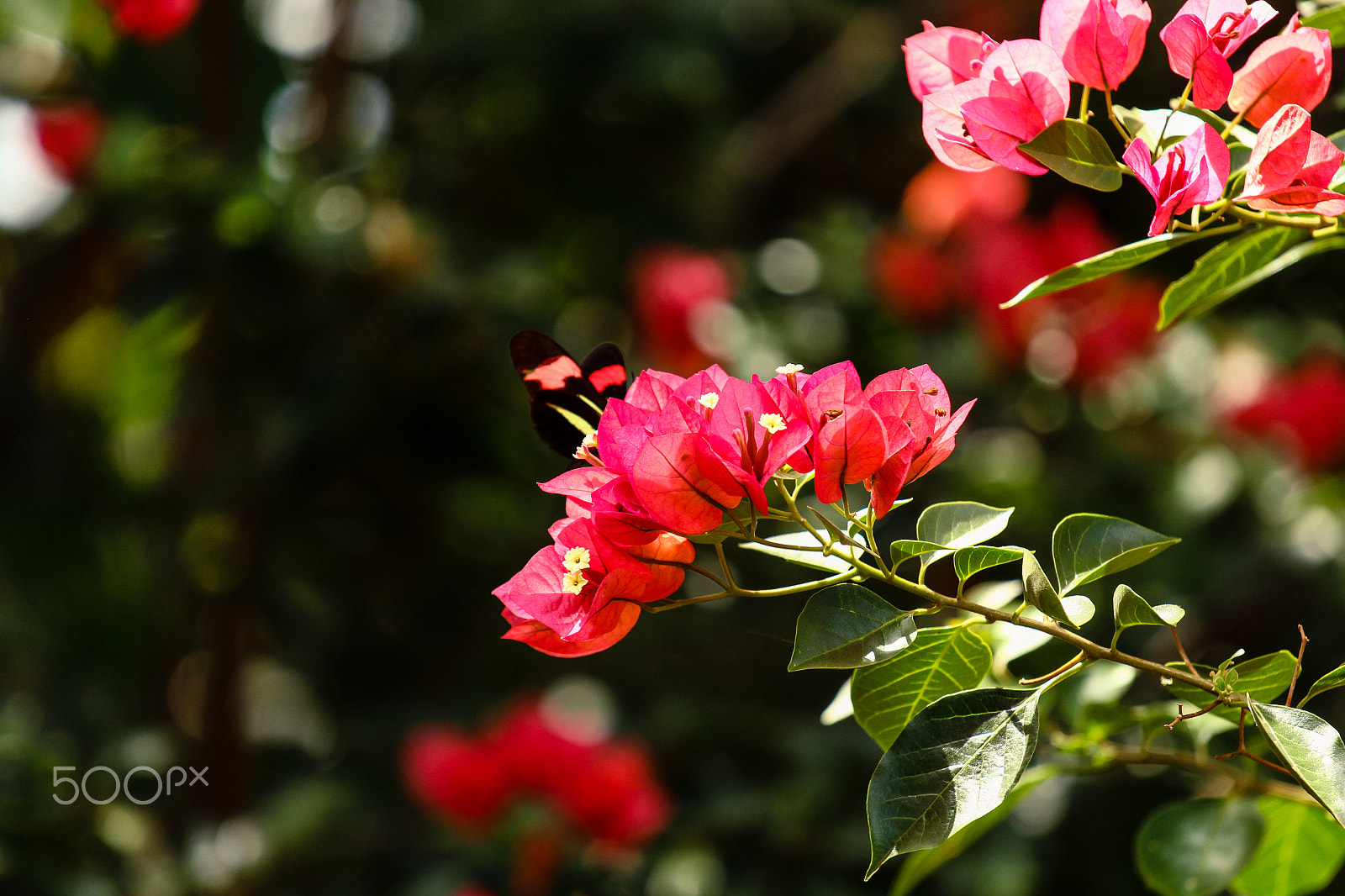 Canon EF 70-200mm F4L IS USM sample photo. Flores photography