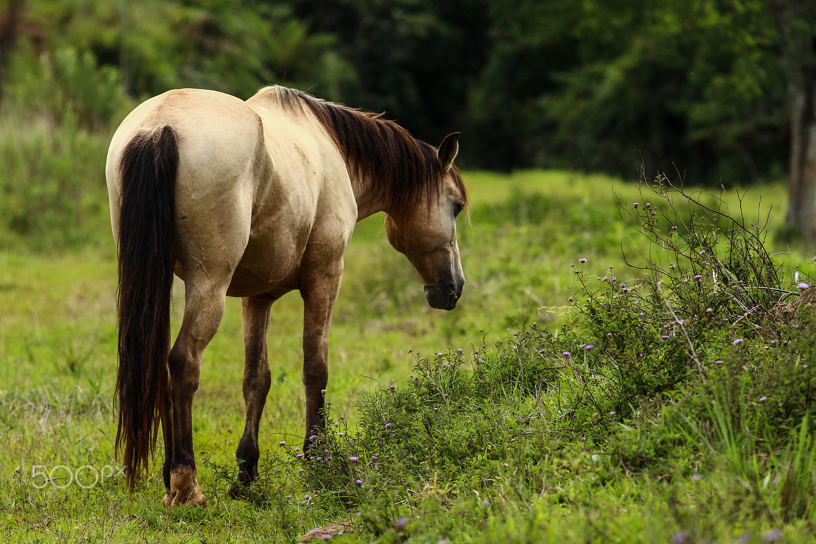 Canon EF 70-200mm F4L IS USM sample photo. Cavalo da fazenda photography