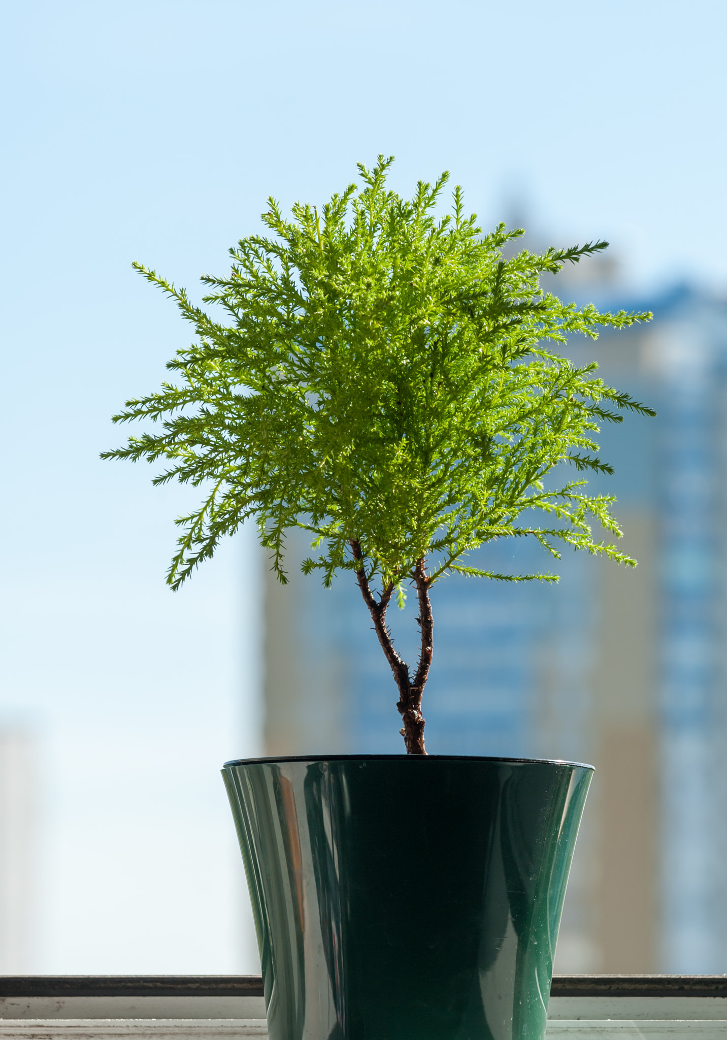 Nikon D700 sample photo. Chamaecyparis in a pot photography