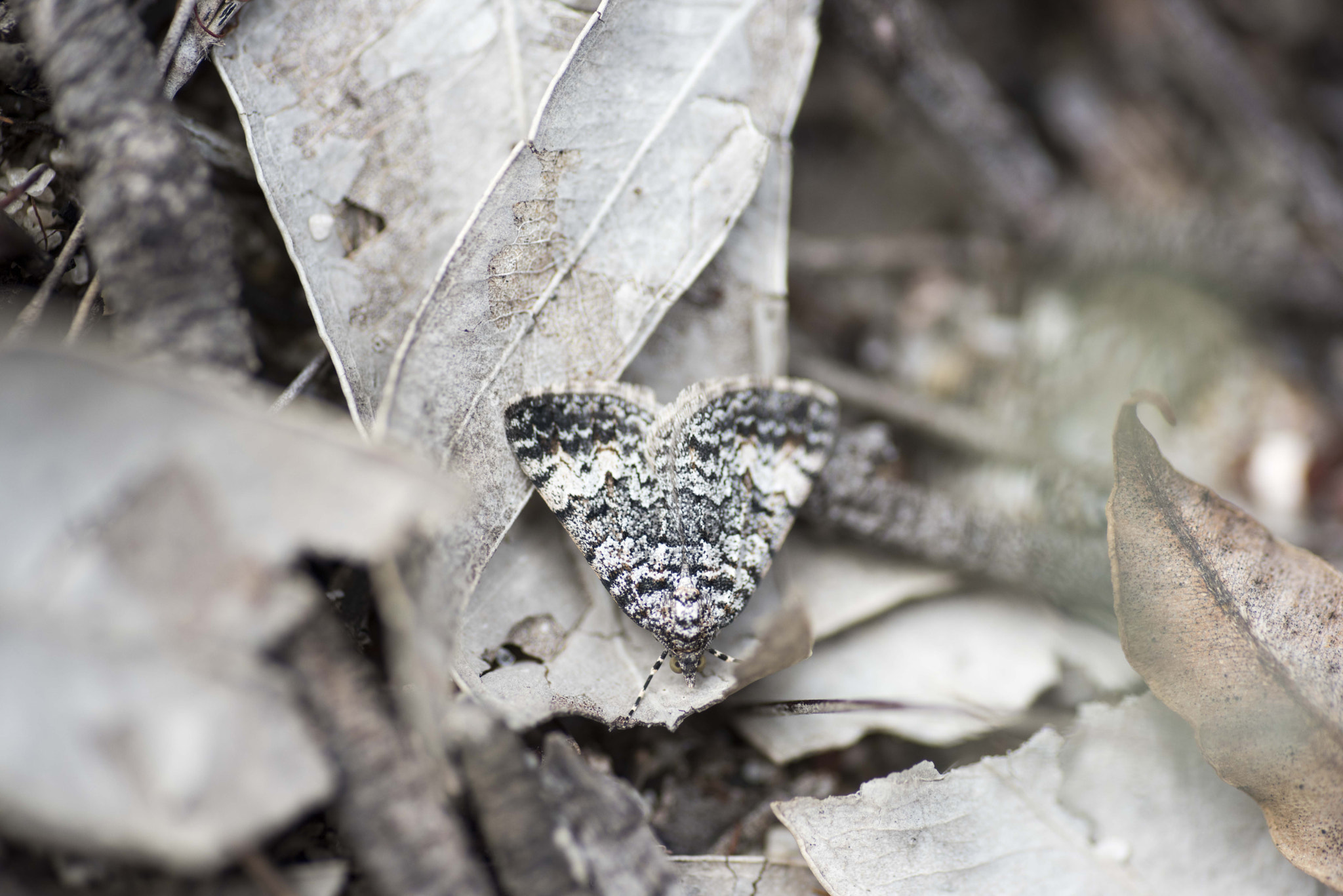 Nikon D810 sample photo. Unseen beauty of western australia photography