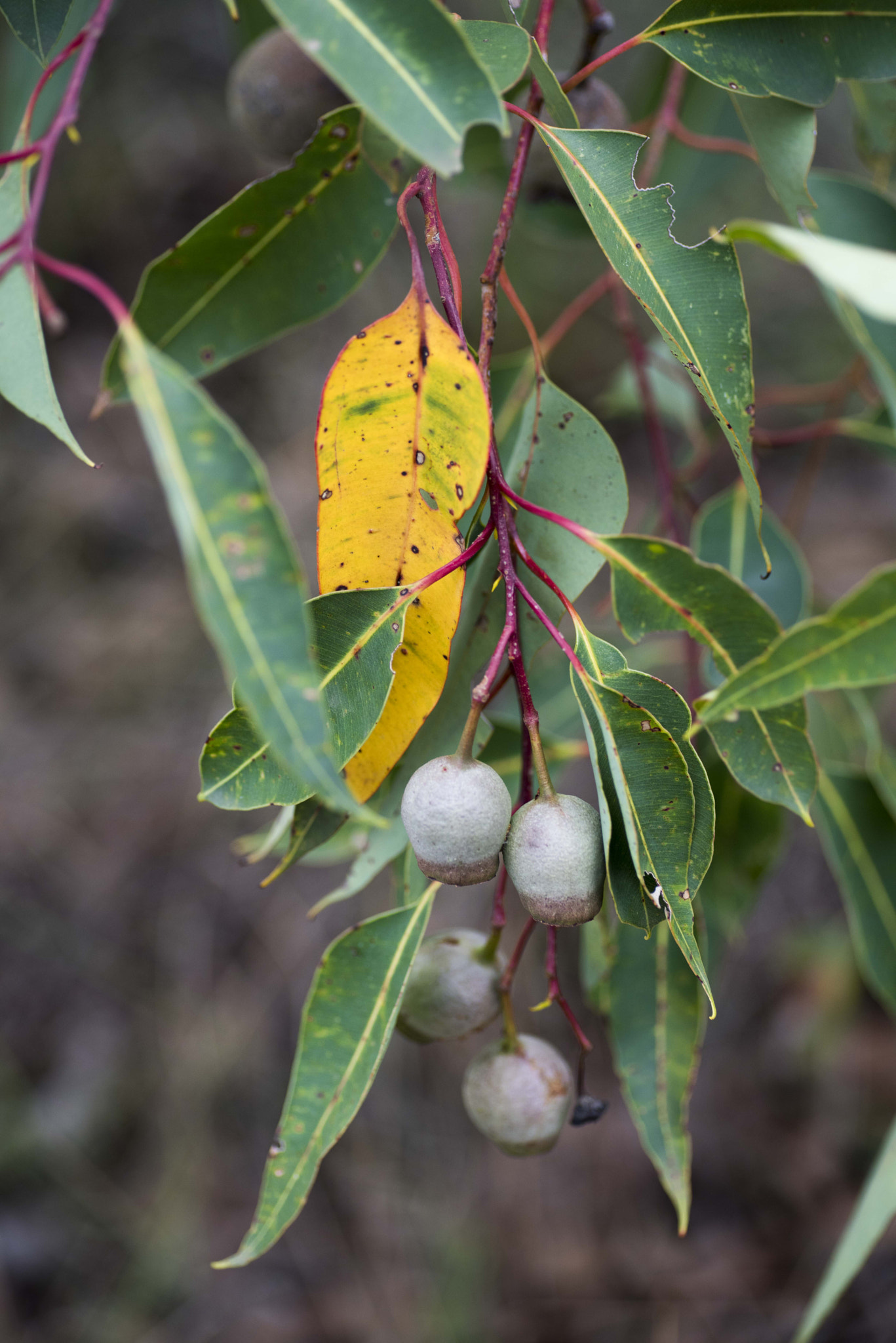 Nikon D810 sample photo. Unseen beauty of western australia photography
