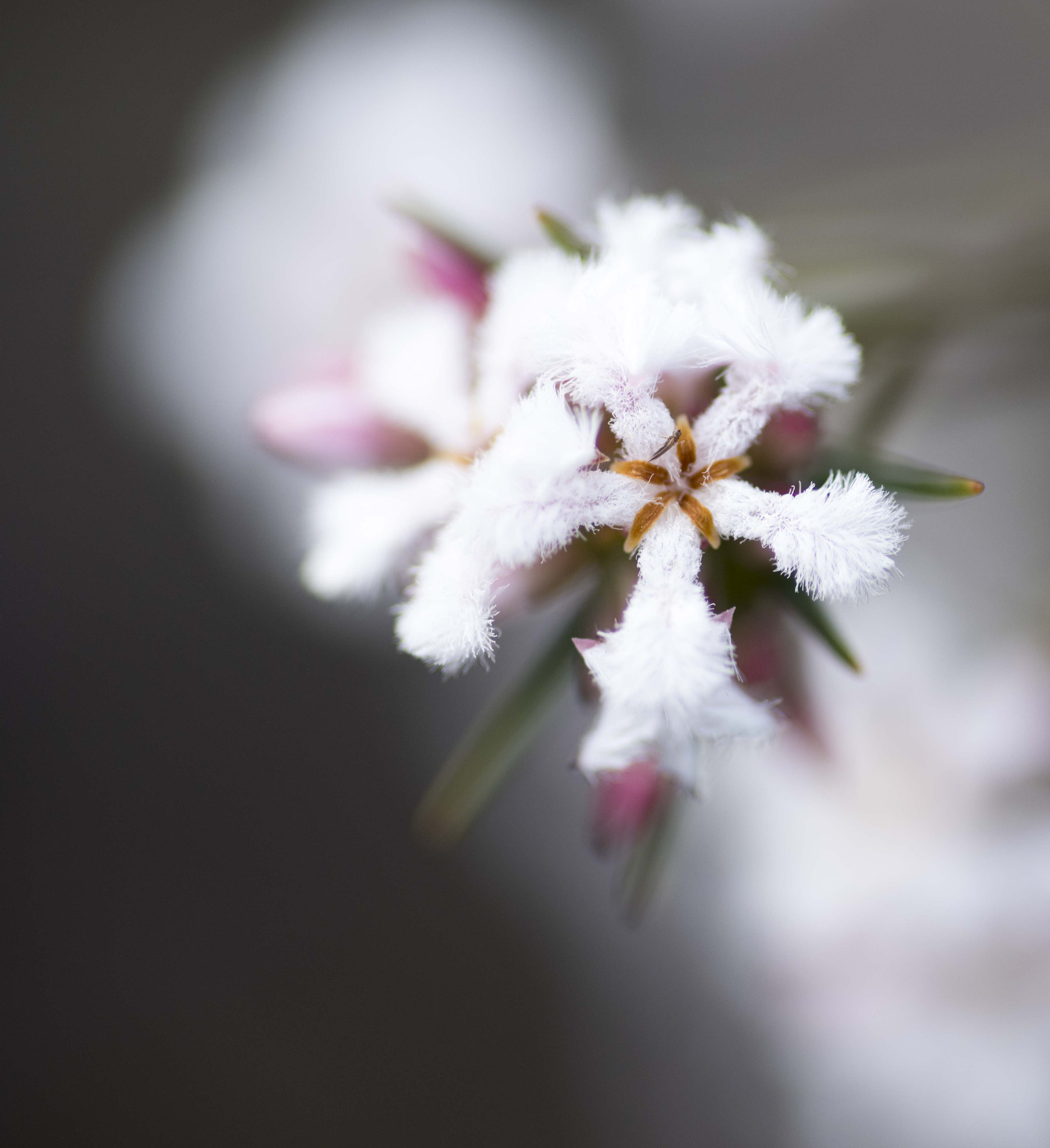Nikon D810 sample photo. Unseen beauty of western australia photography