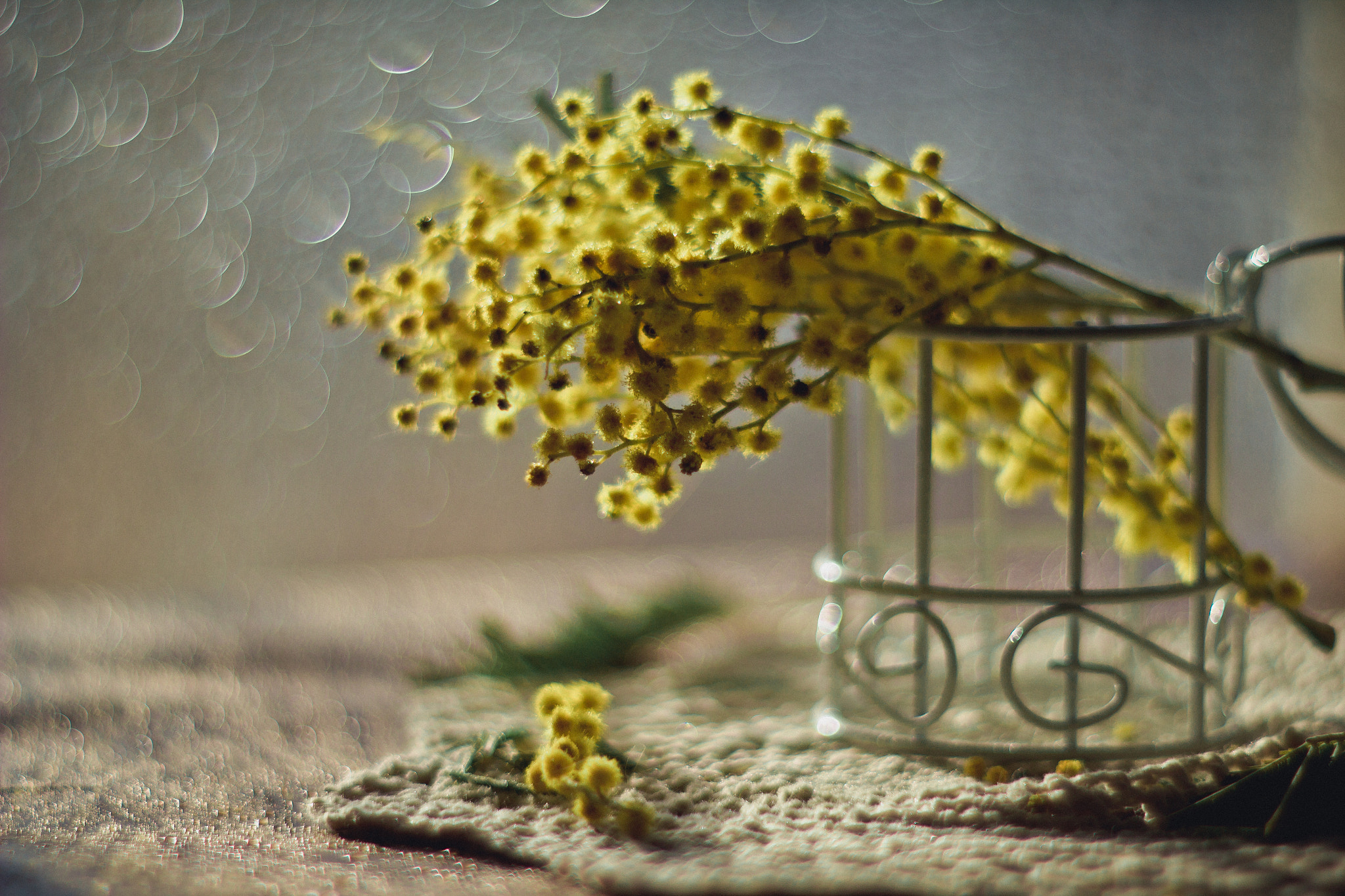 Canon EF 35-80mm f/4-5.6 sample photo. мимоза photography
