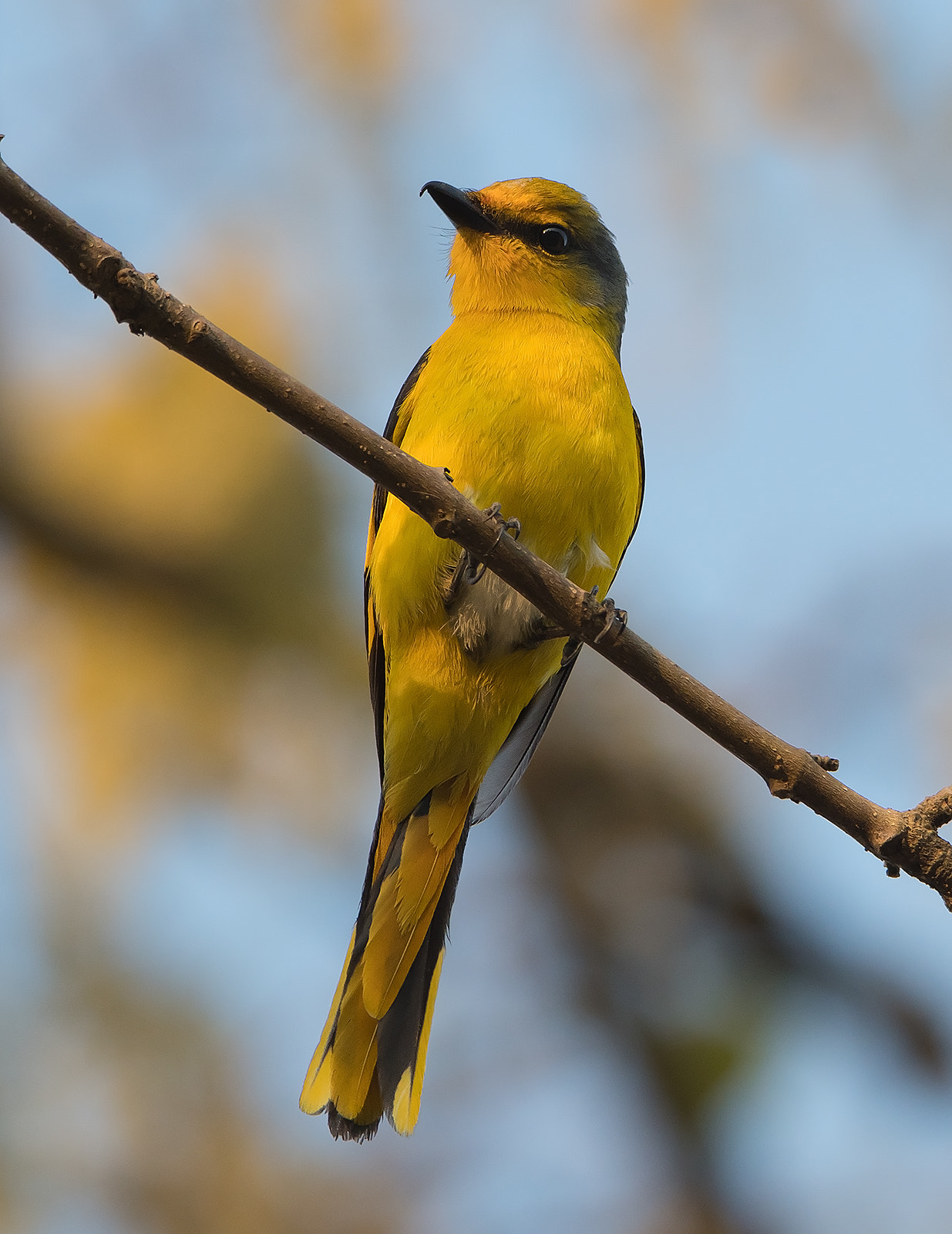 Nikon D500 sample photo. Scarlet minivet female photography