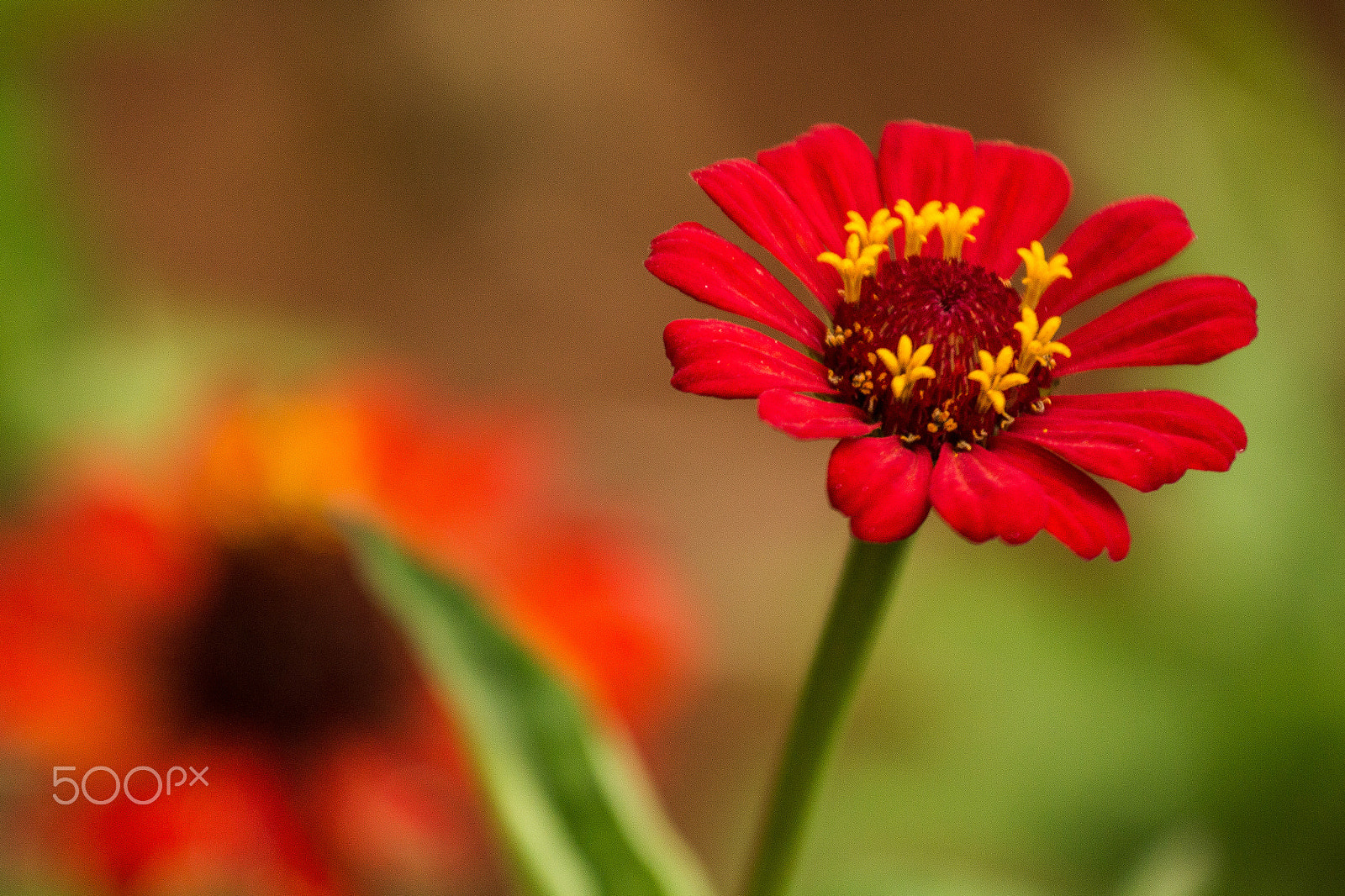 Canon EF 70-200mm F4L IS USM sample photo. Flor do campo photography
