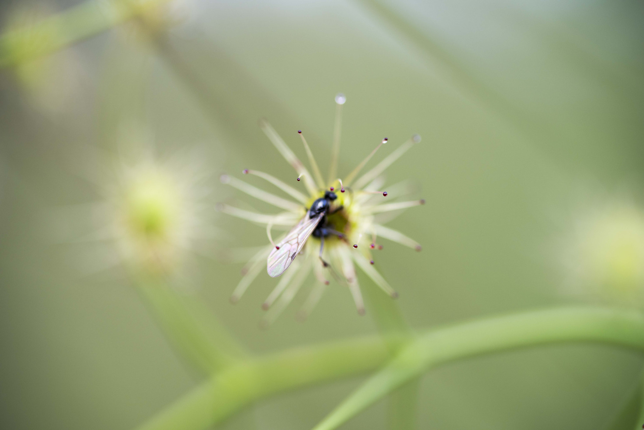 Nikon D810 sample photo. Unseen beauty of western australia photography