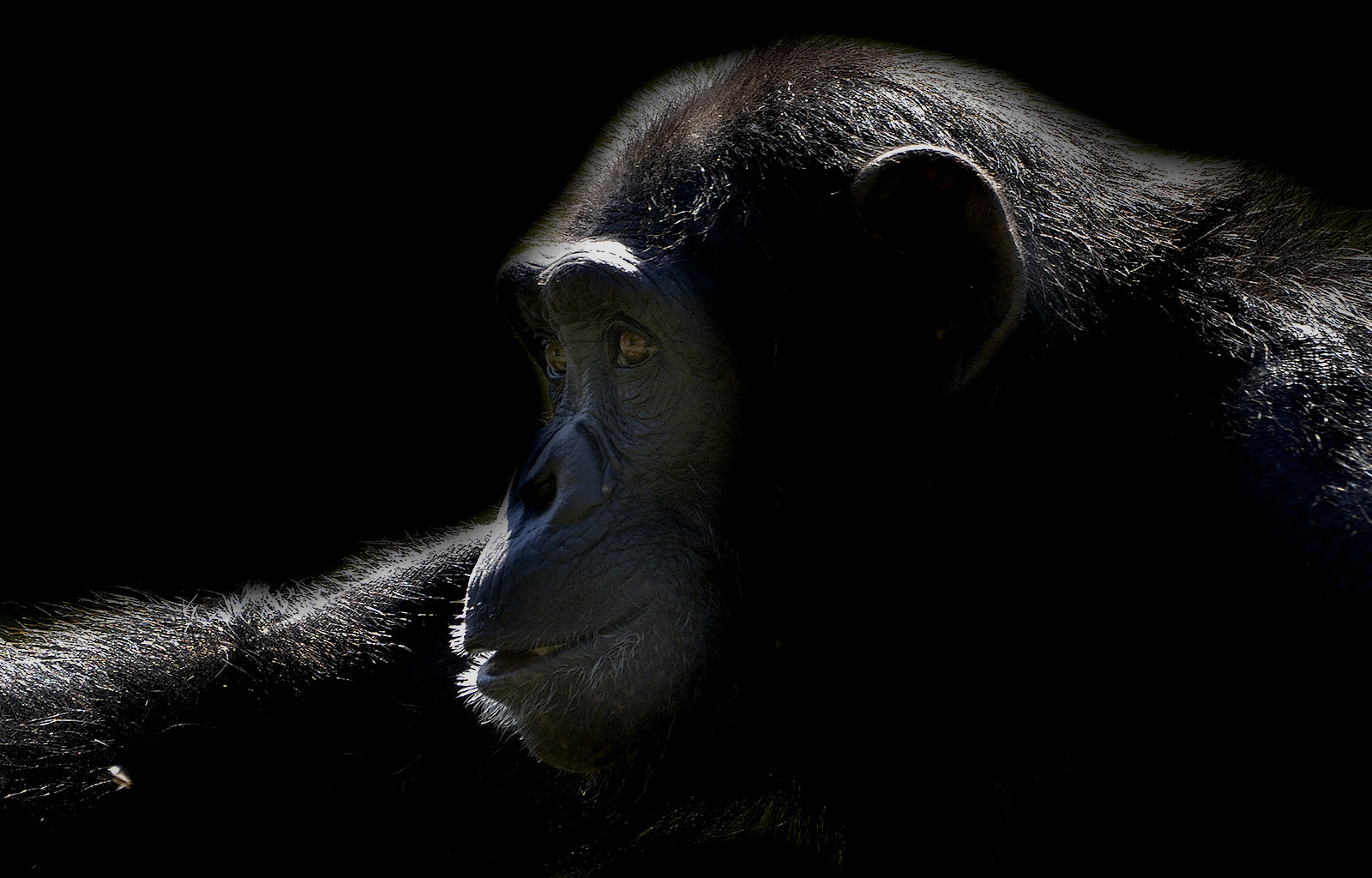 Nikon D7000 + Sigma 150-500mm F5-6.3 DG OS HSM sample photo. Chimp #2 - clk photography