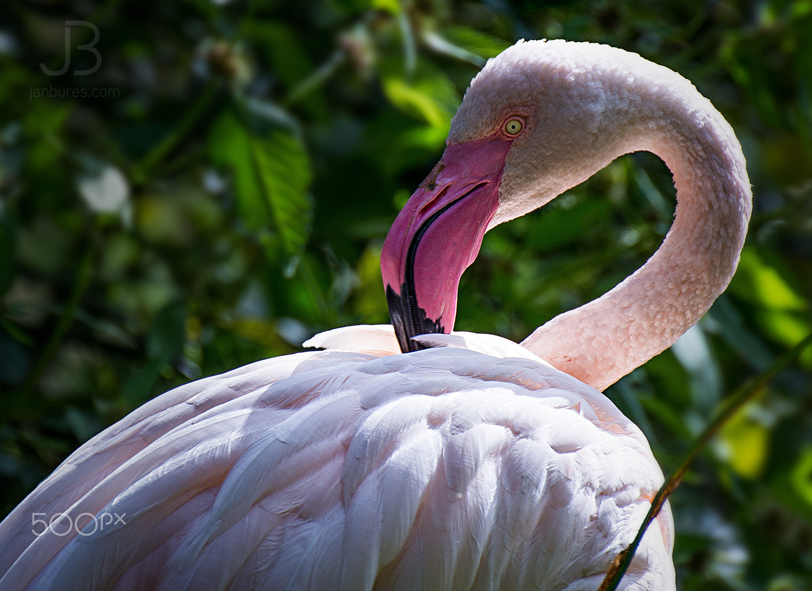 Nikon D7100 sample photo. Flamingo photography