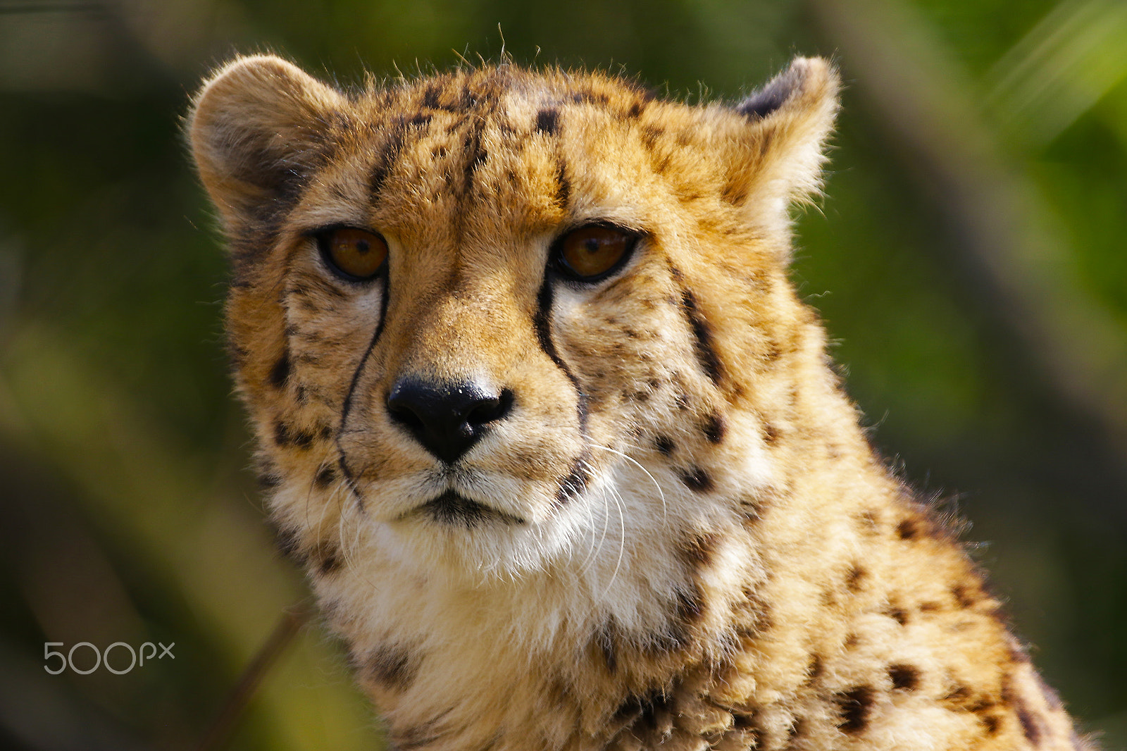 150-600mm F5-6.3 DG OS HSM | Contemporary 015 sample photo. Gepard photography