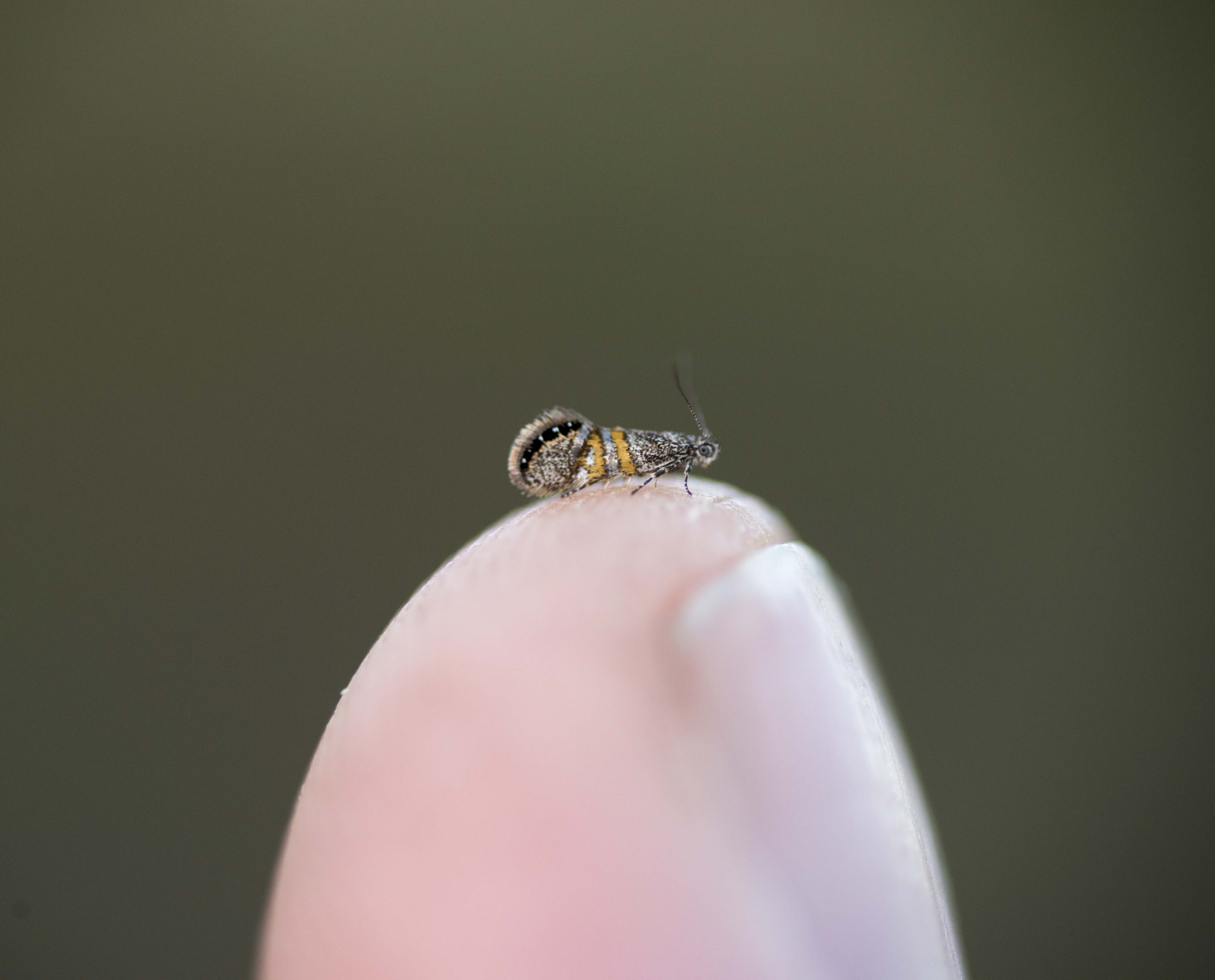 Nikon D810 sample photo. Unseen beauty of western australia photography