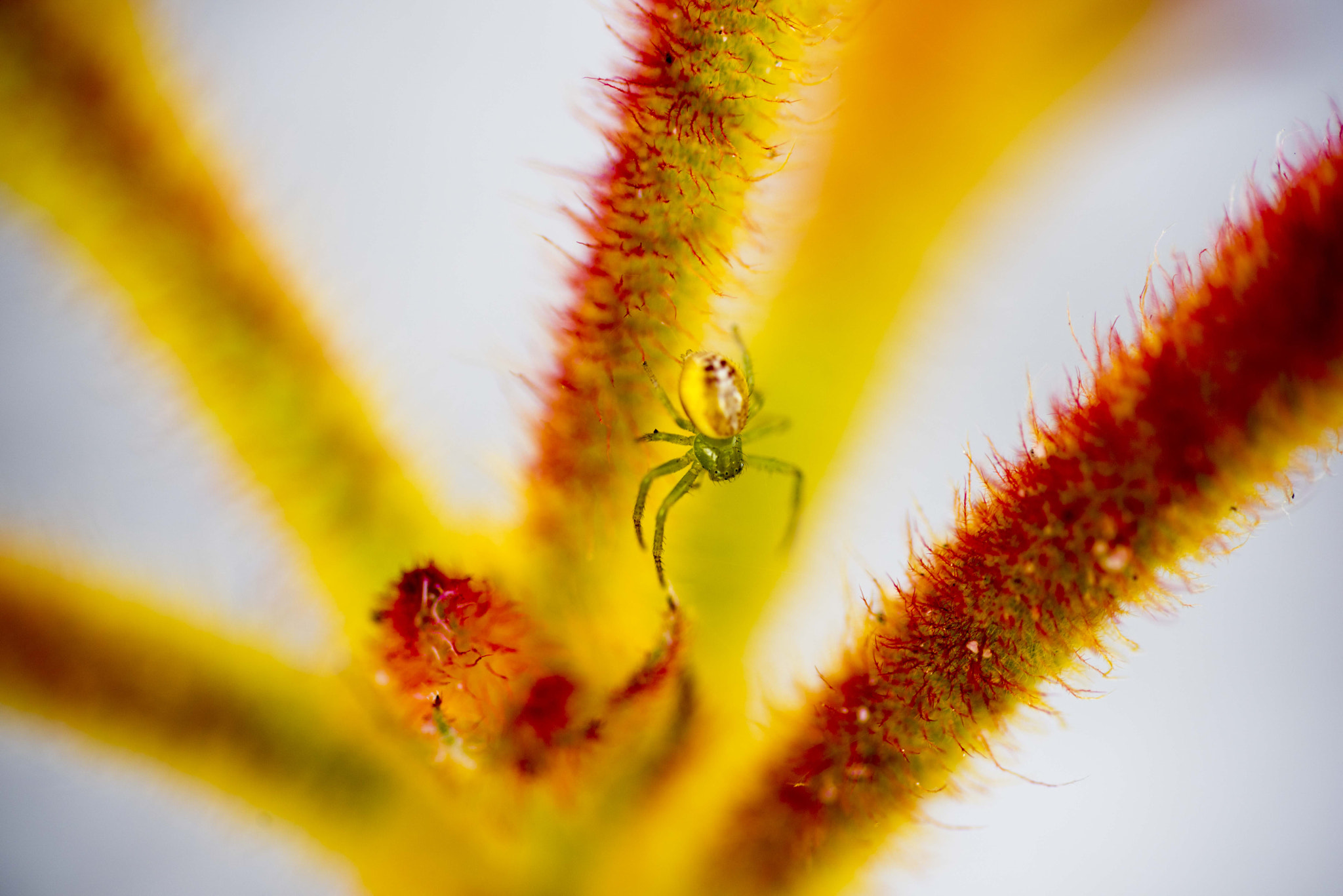 Nikon D810 sample photo. Unseen beauty of western australia photography