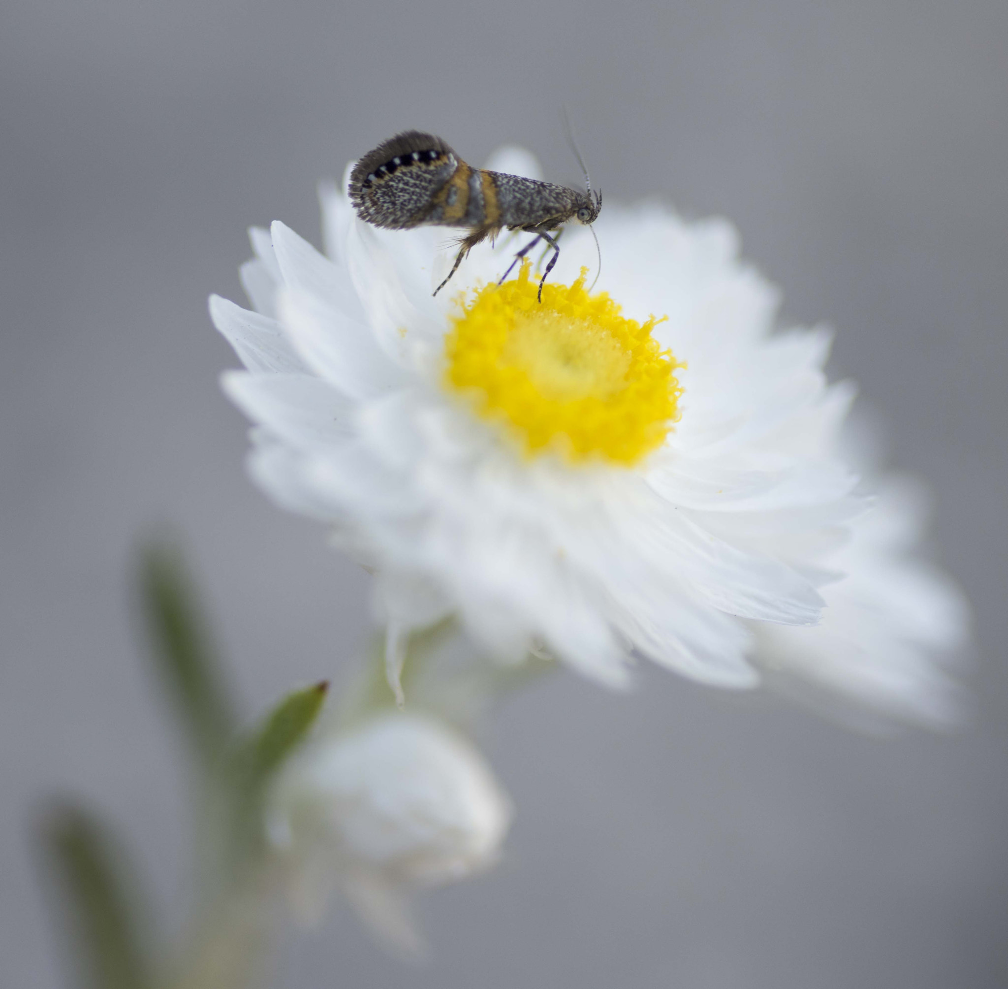 Nikon D810 sample photo. Unseen beauty of western australia photography