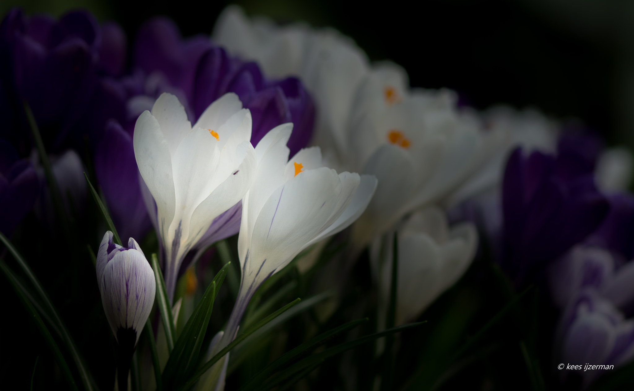 Sony SLT-A77 + Sony 100mm F2.8 Macro sample photo. Crocus. photography