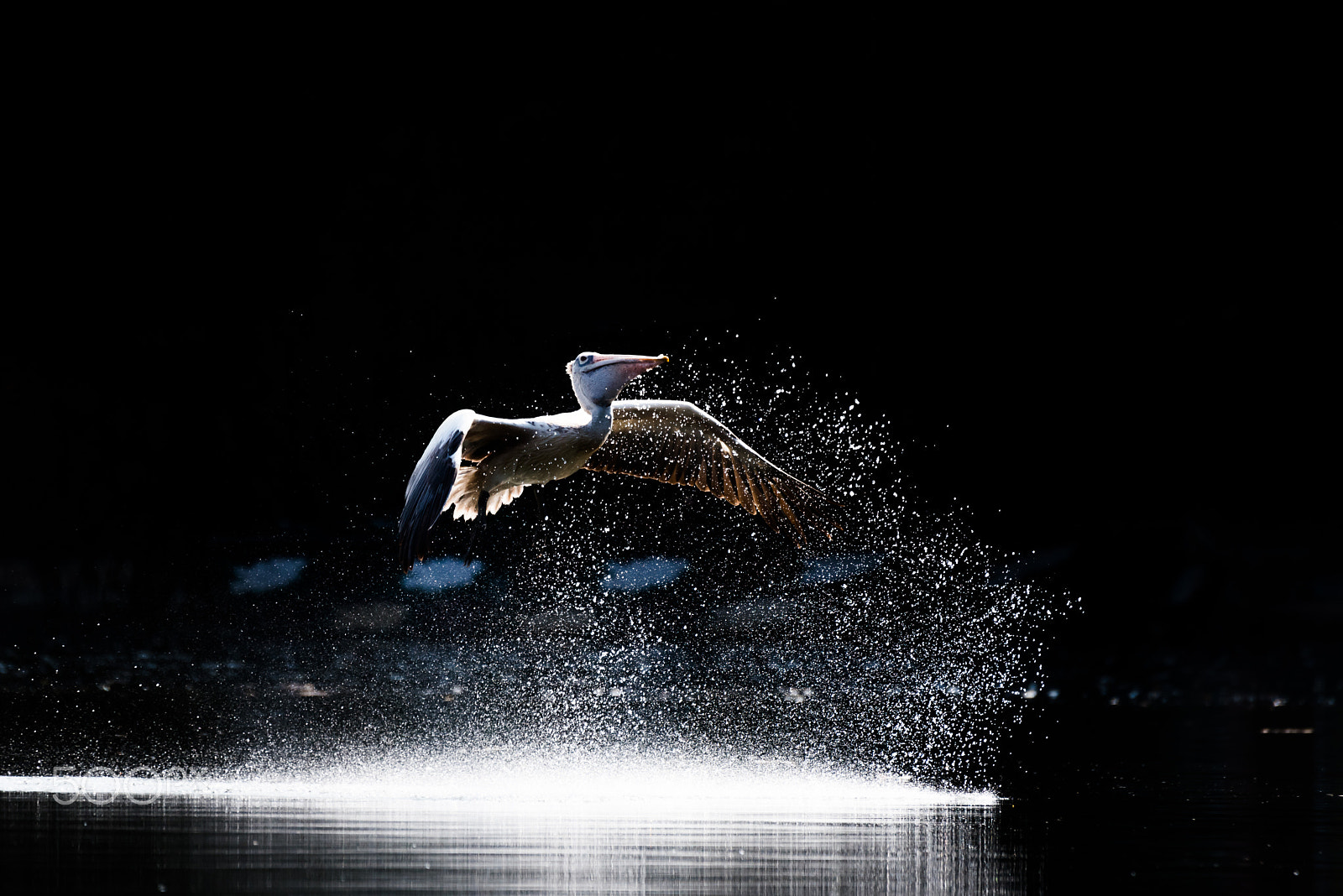 Nikon AF-S Nikkor 200-500mm F5.6E ED VR sample photo. Super sonic pelican flight photography